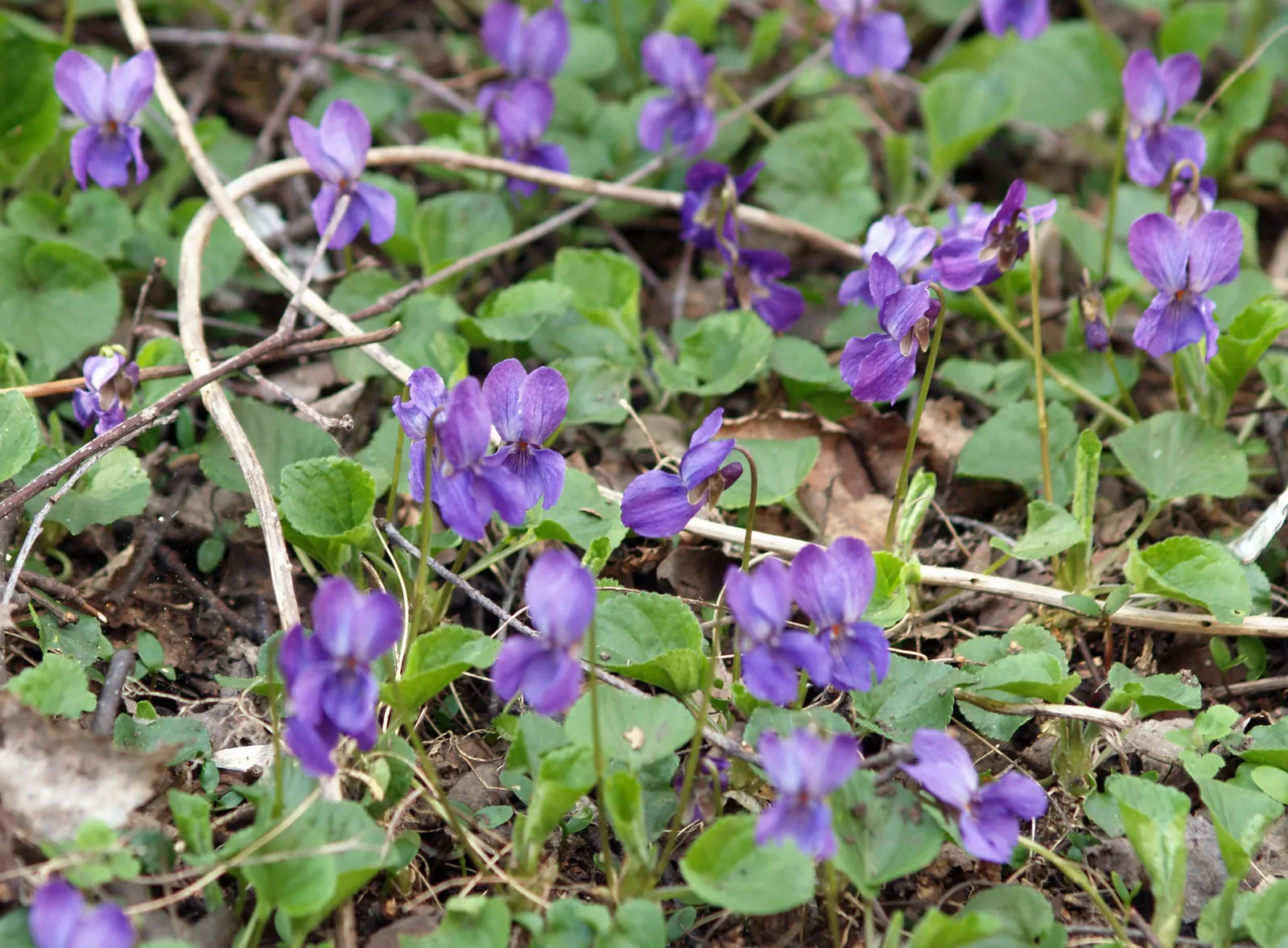 Sweet Violet (Viola Odorata) — Regular watering maintains its vigor; sweet Violet (Viola odorata), image 63