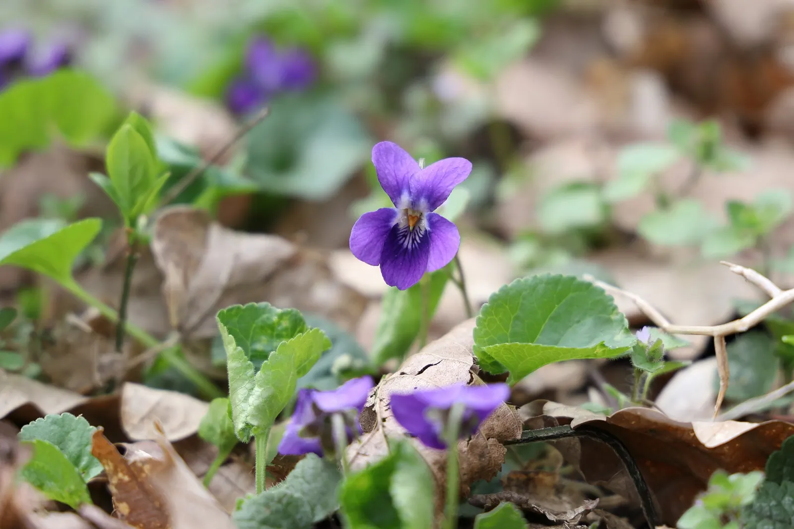Sweet Violet (Viola Odorata) — This native of Europe and Asia Minor requires moist, well-drained soil, rich in organic matter