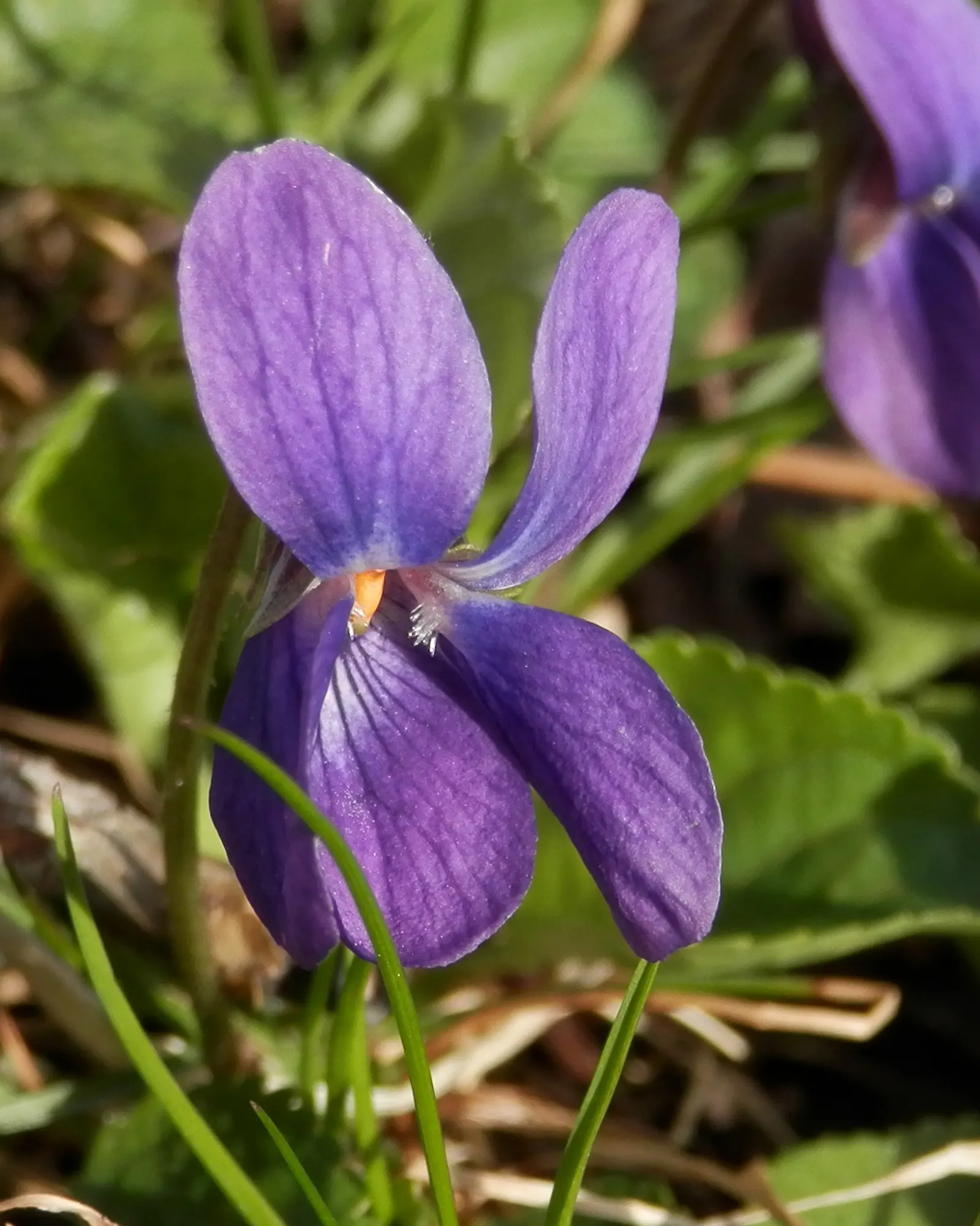 Sweet Violet (Viola Odorata) — ground cover / perennial with blue blooms; this native of Europe and Asia Minor requires moist, well-drained soil, image 71