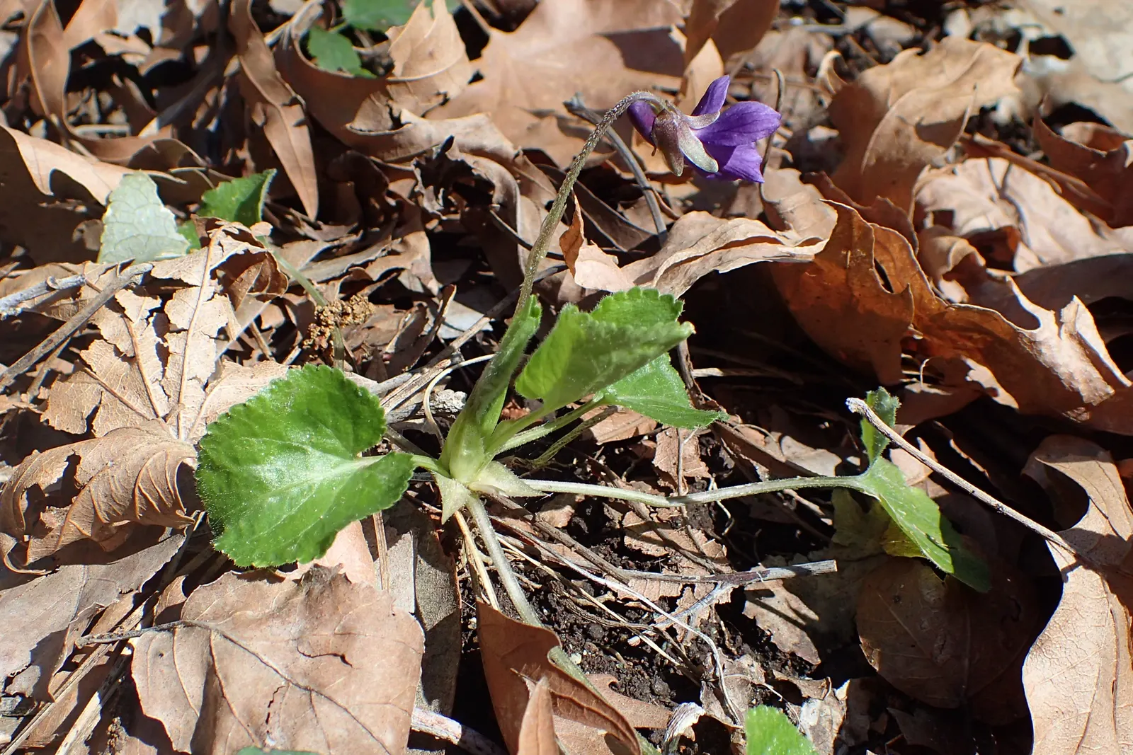 Sweet Violet (Viola Odorata) — This plant is ideal for shaded rock gardens; these hardy groundcovers form lush mats up to 6 inches high and spread, image 66