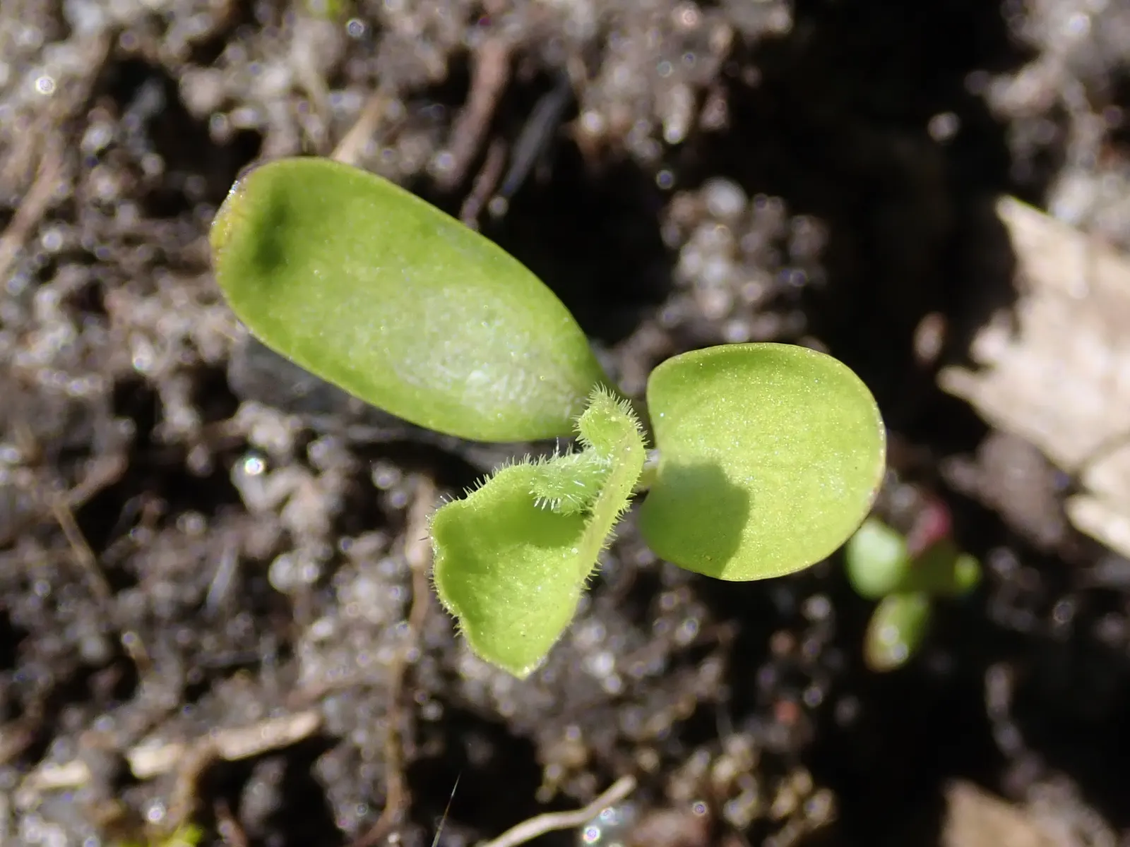Sweet Violet (Viola Odorata) — Sweet Violet (Viola odorata); regular watering maintains its vigor, image 78
