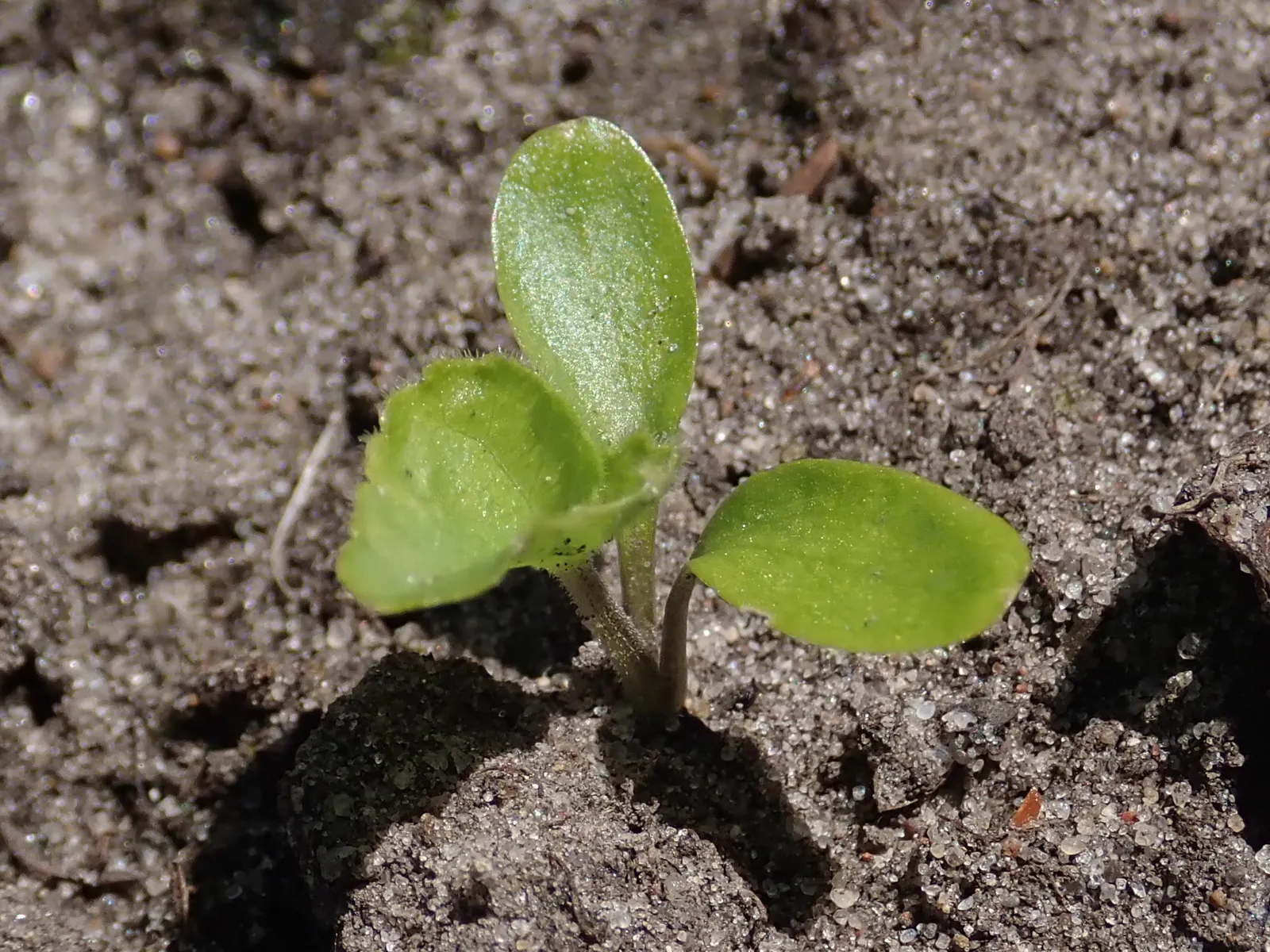 Sweet Violet (Viola Odorata) — Viola odorata prefers partial to full shade; low-lying carpet of foliage, image 84