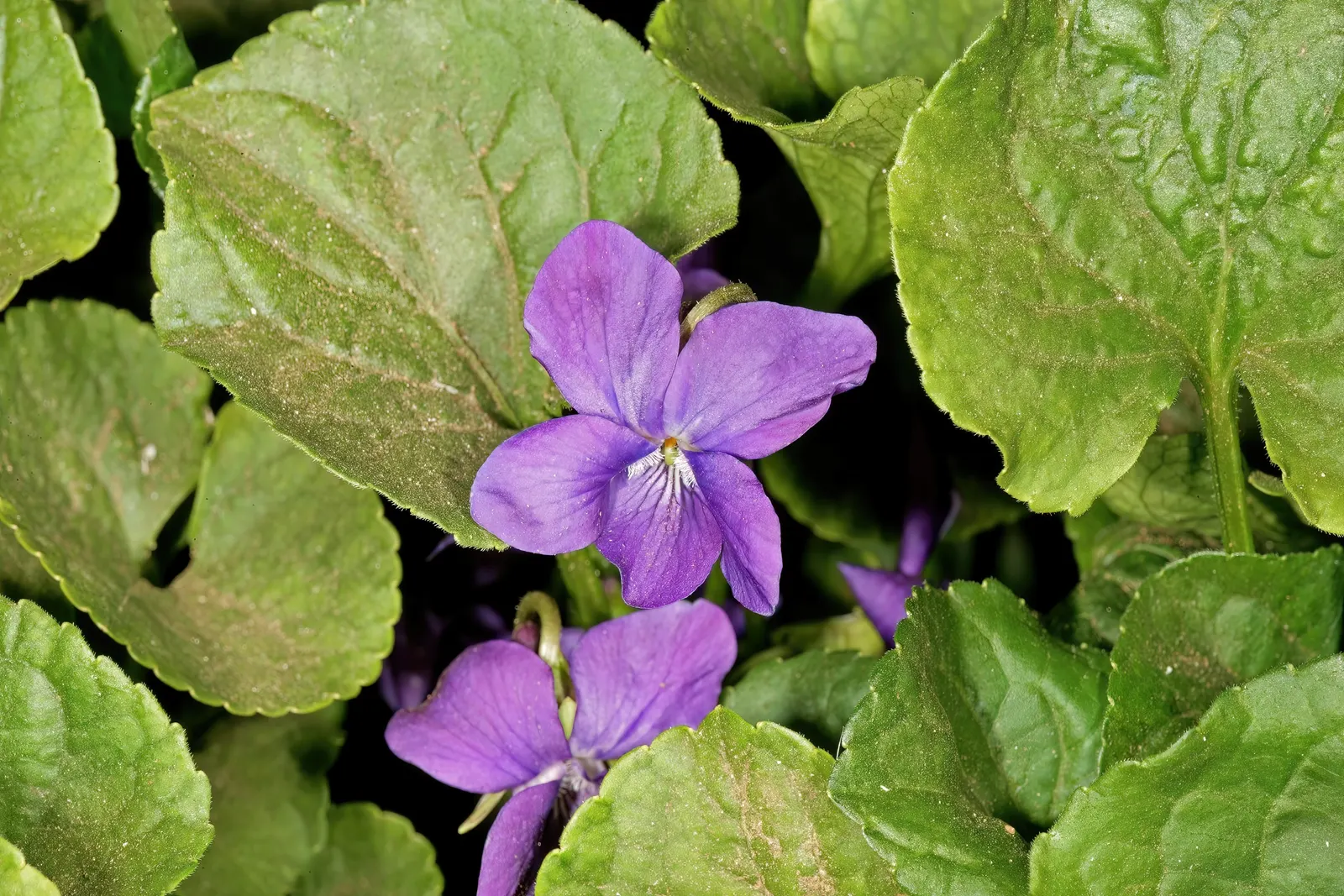 Sweet Violet (Viola Odorata) — thriving under trees or in other similarly shaded areas