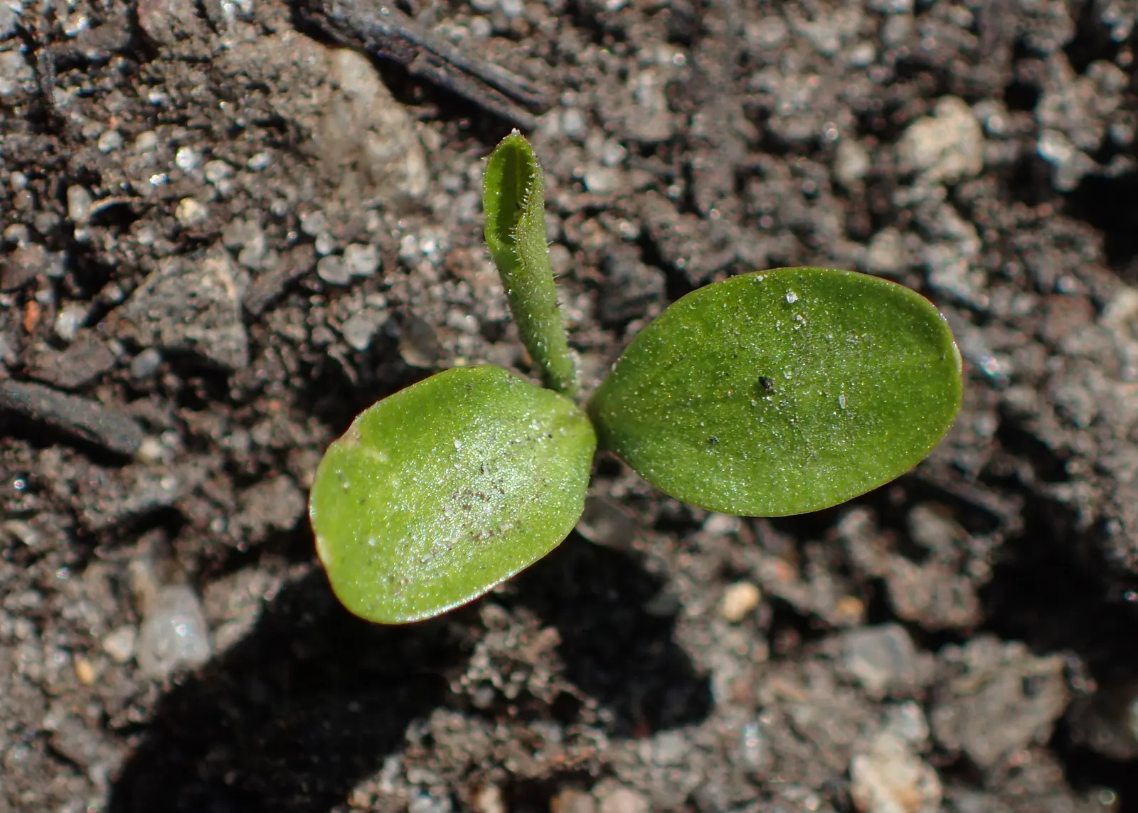Sweet Violet (Viola Odorata) — old-fashioned touch and can be used as underplantings or in woodland gardens