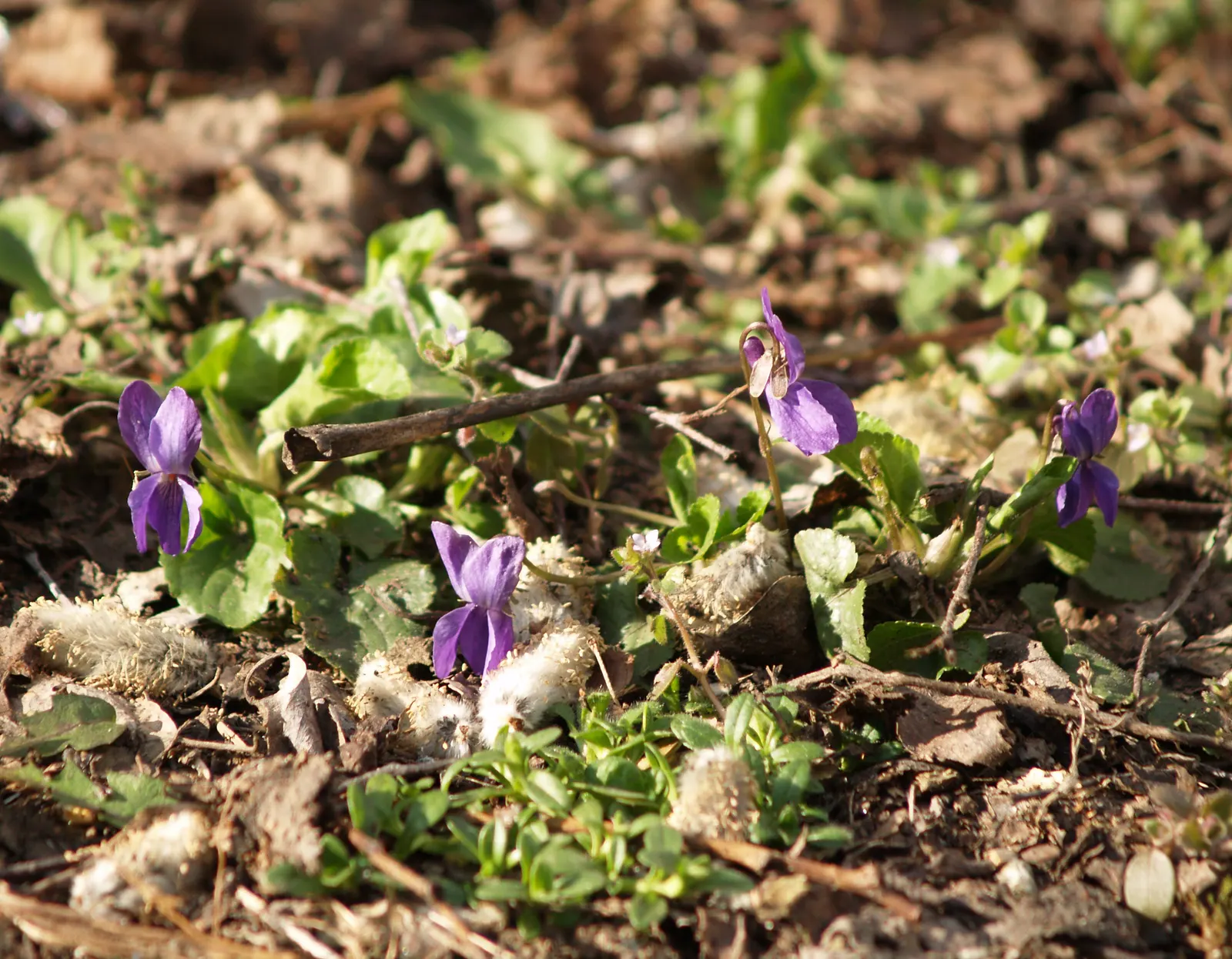 Sweet Violet (Viola Odorata) — Additionally, Sweet Violet has a history as a traditional herbal remedy; it is generally well-behaved and should be, image 68