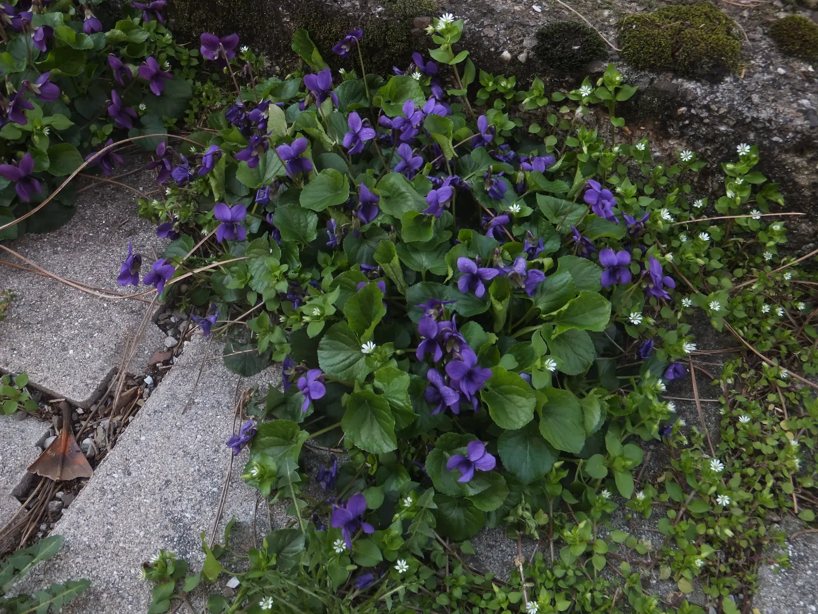 Sweet Violet (Viola Odorata) — Preferring partial shade and moist; sweet Violet (Viola odorata) is a perennial harbinger of spring, image 76