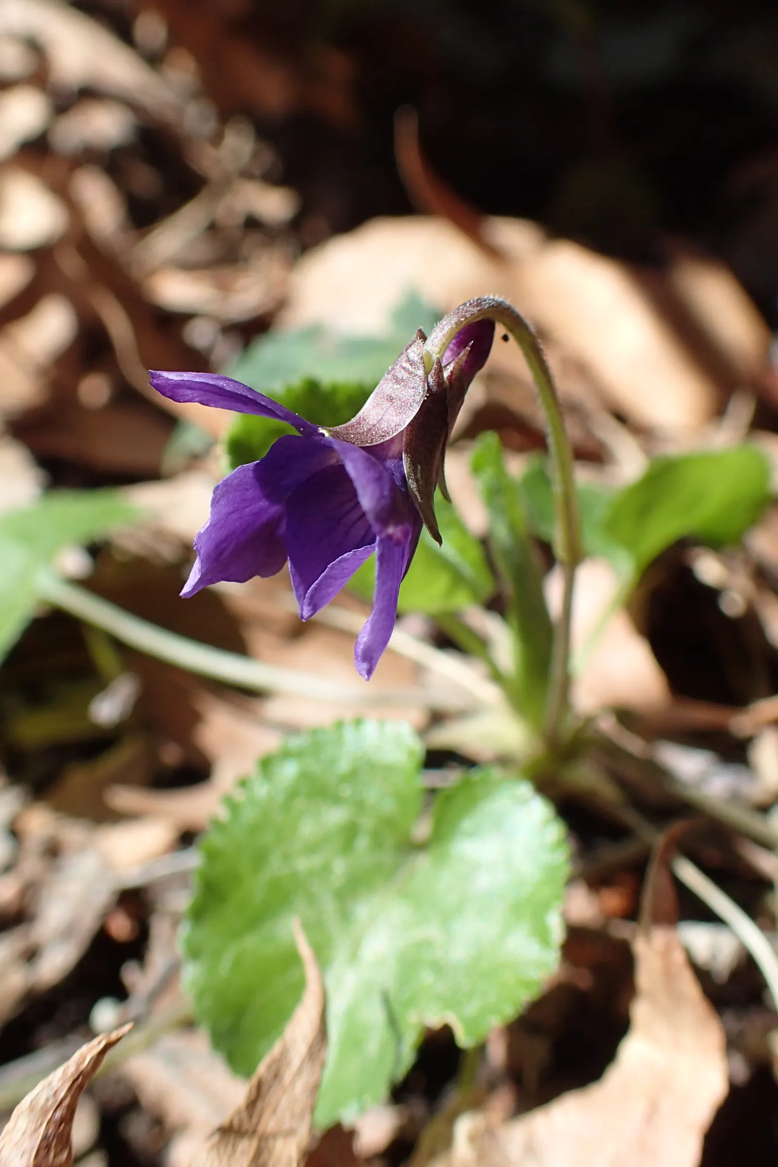 Sweet Violet (Viola Odorata) — old-fashioned touch and can be used as underplantings or in woodland gardens; it typically grows to a modest height, image 77