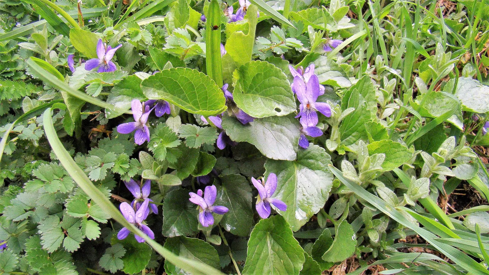 Sweet Violet (Viola Odorata) — Regular watering maintains its vigor; sweet Violet (Viola odorata)