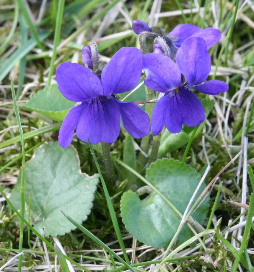Sweet Violet (Viola Odorata) — These hardy groundcovers form lush mats up to 6 inches high and spread about 18 inches wide
