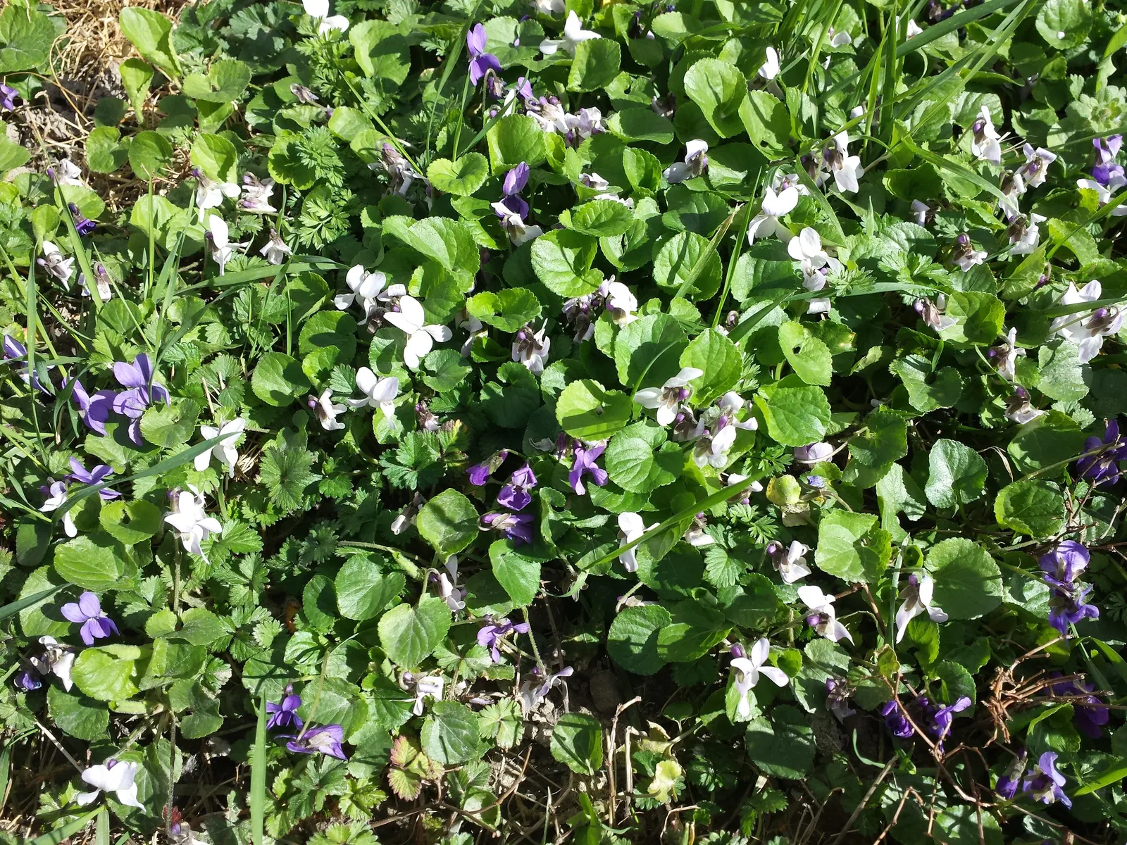 Sweet Violet (Viola Odorata) — ground cover / perennial for half or shade; as a garden fixture, it offers homeowners a multifaceted plant that is, image 96