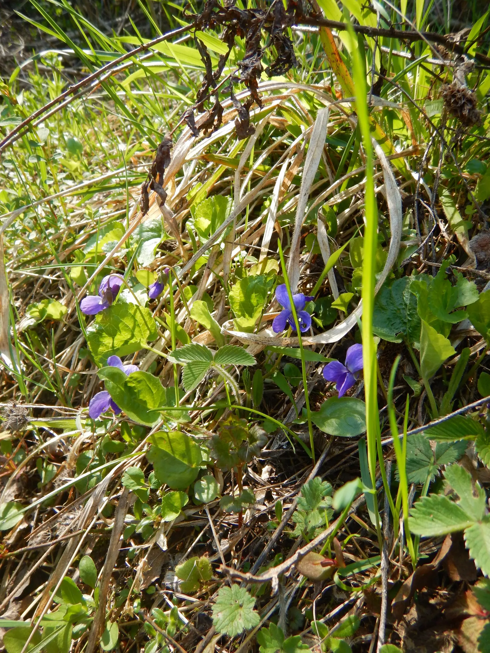 Sweet Violet (Viola Odorata) — ground cover / perennial with blue blooms; this native of Europe and Asia Minor requires moist, well-drained soil, image 95