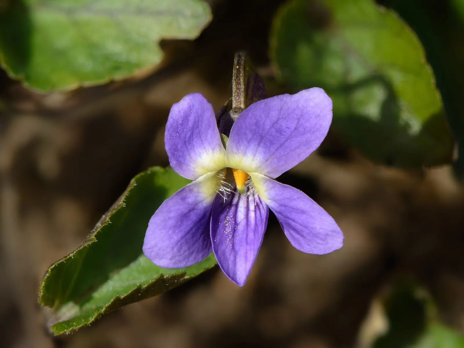 Sweet Violet (Viola Odorata) — ground cover / perennial for half or shade