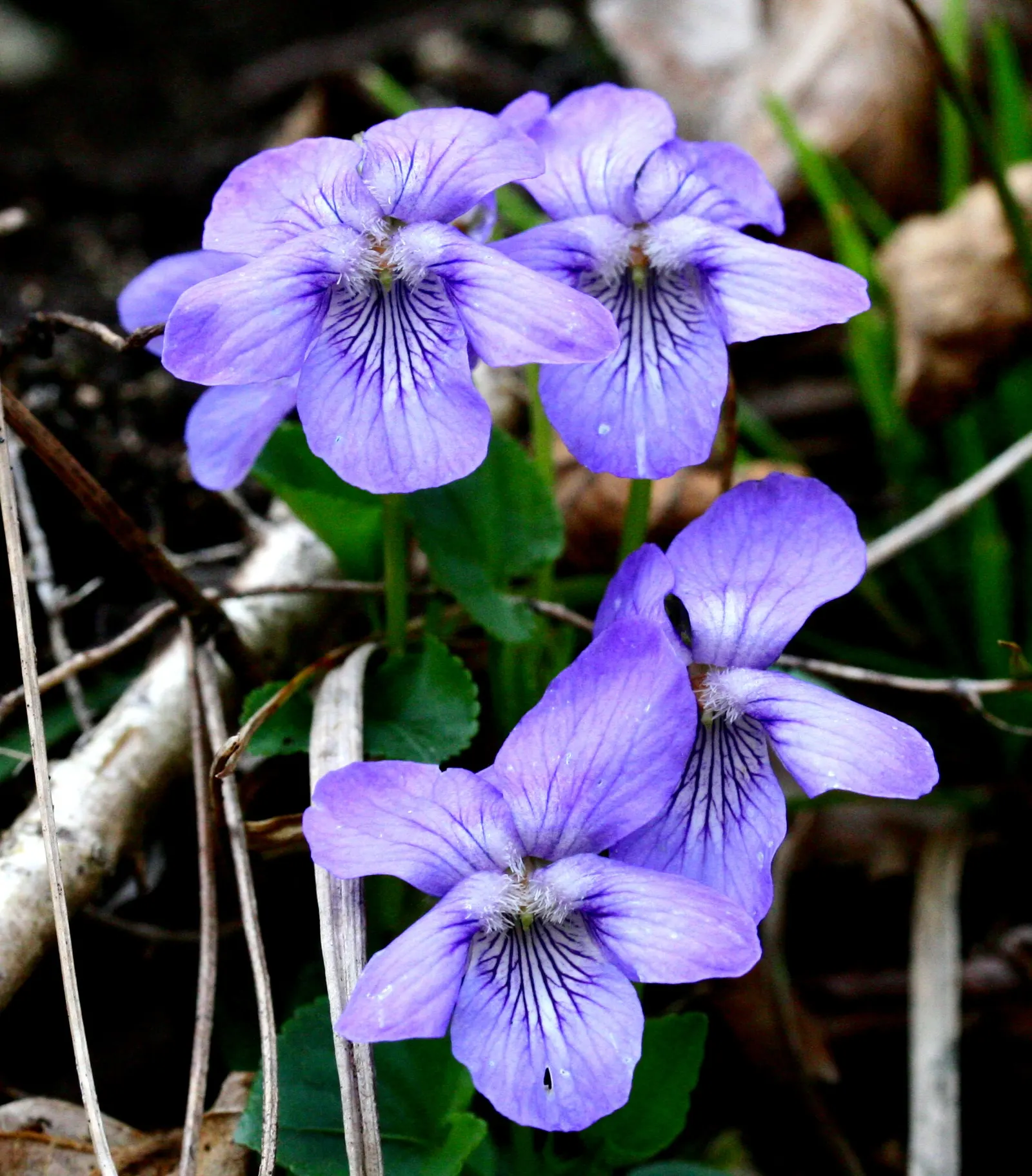 Sweet Violet (Viola Odorata) — This native of Europe and Asia Minor requires moist, well-drained soil, rich in organic matter; ground cover / perennial with