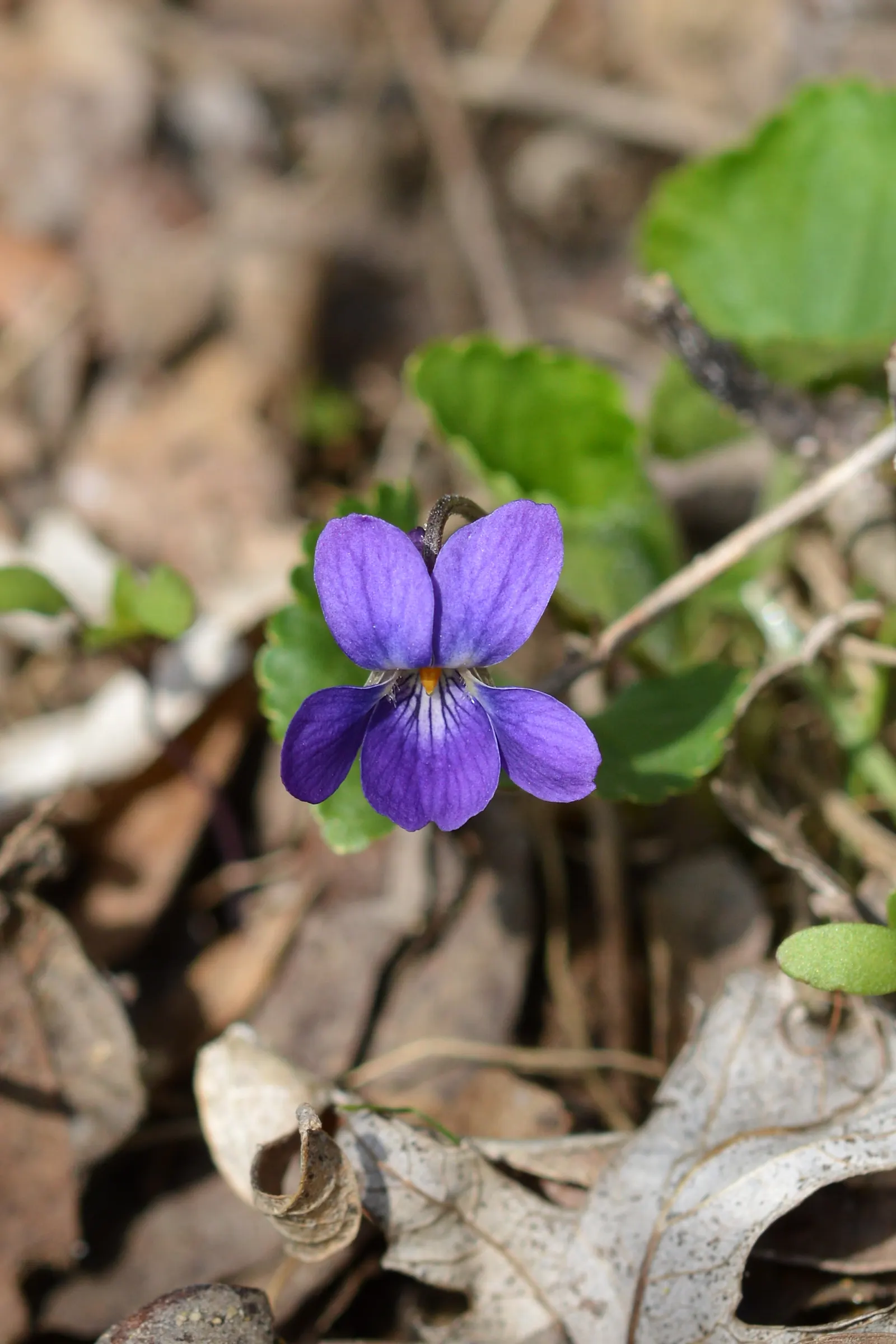 Sweet Violet (Viola Odorata) — These hardy groundcovers form lush mats up to 6 inches high and spread about 18 inches wide; this plant is ideal for, image 99
