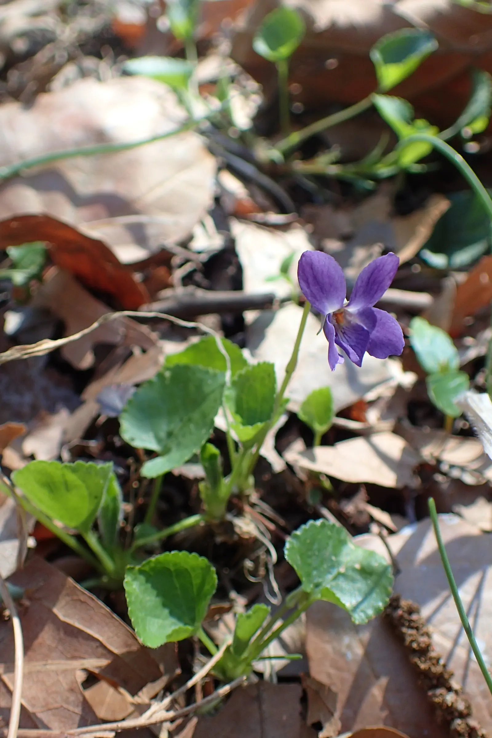 Sweet Violet (Viola Odorata) — These hardy groundcovers form lush mats up to 6 inches high and spread about 18 inches wide; this plant is ideal for, image 51