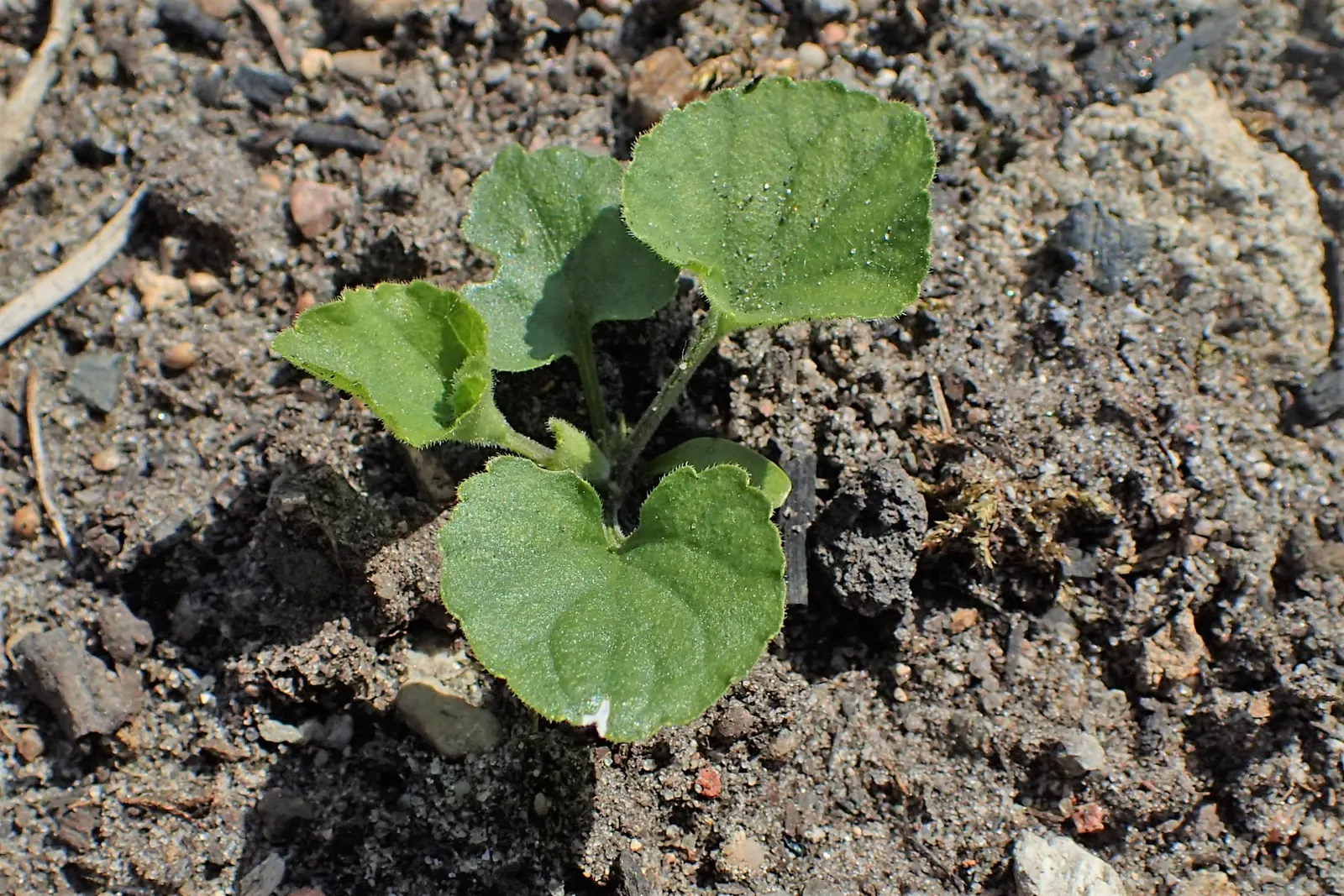Sweet Violet (Viola Odorata) — This plant is ideal for shaded rock gardens; these hardy groundcovers form lush mats up to 6 inches high and spread about 18