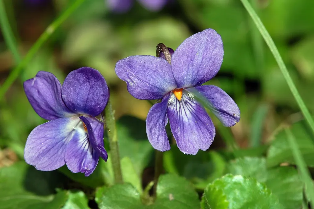 Sweet Violet (Viola Odorata) — These hardy groundcovers form lush mats up to 6 inches high and spread about 18 inches wide; this plant is ideal for shaded rock