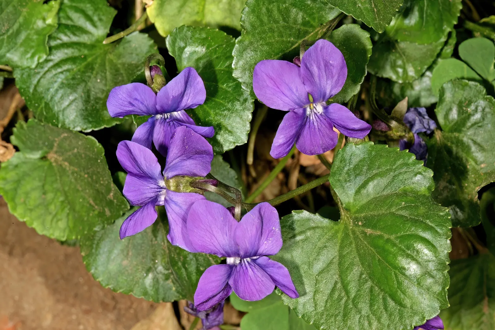 Sweet Violet (Viola Odorata) — deep purple blooms that emerge early in the season; fragrant flowers are most prolific in the early spring, image 98