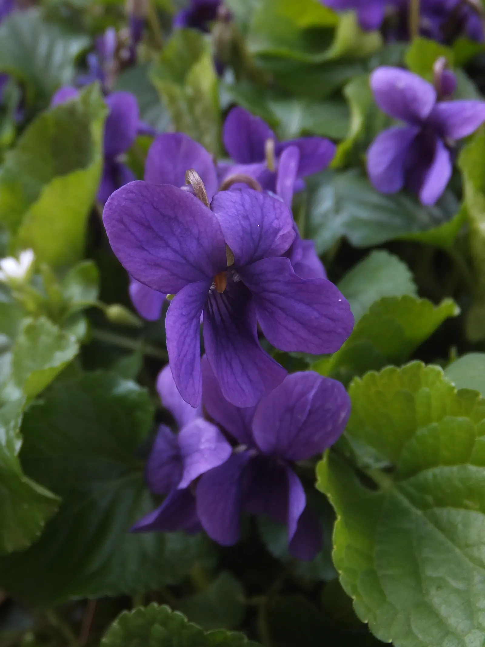 Sweet Violet (Viola Odorata) — It typically grows to a modest height of about 4 to 6 inches with a similar spread of 6 to 12 inches; old-fashioned touch and
