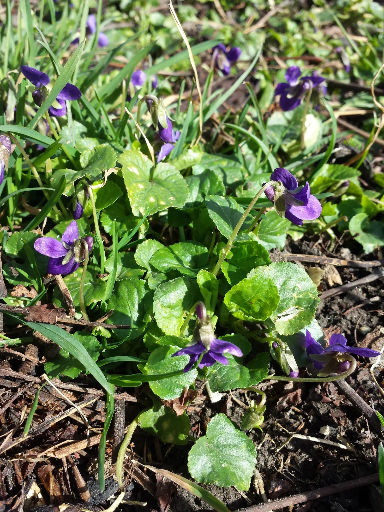 Sweet Violet (Viola Odorata) — Additionally, Sweet Violet has a history as a traditional herbal remedy