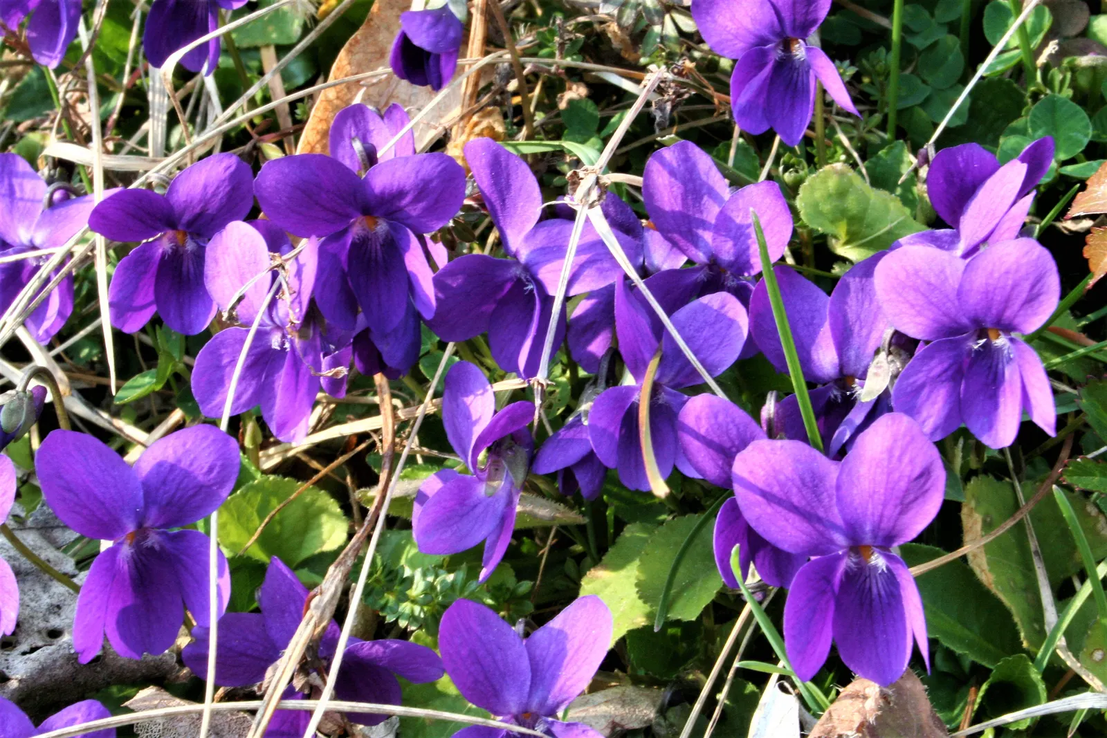 Sweet Violet (Viola Odorata) — low-lying carpet of foliage; viola odorata prefers partial to full shade