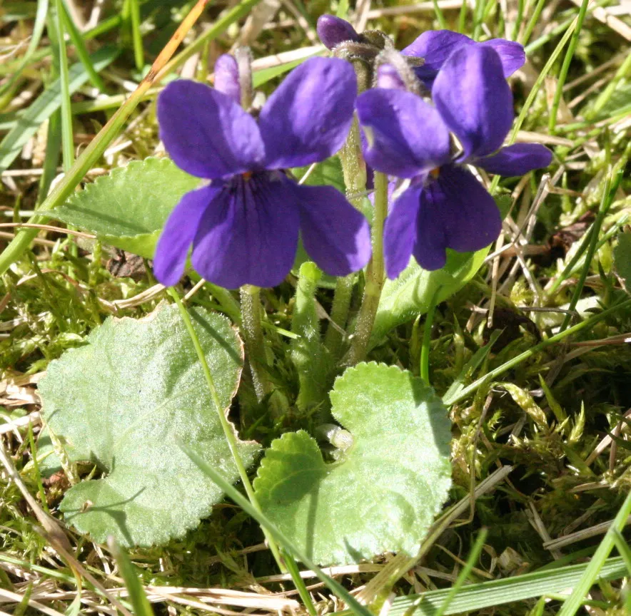 Sweet Violet (Viola Odorata) — Additionally, Sweet Violet has a history as a traditional herbal remedy; it is generally well-behaved and should be planted