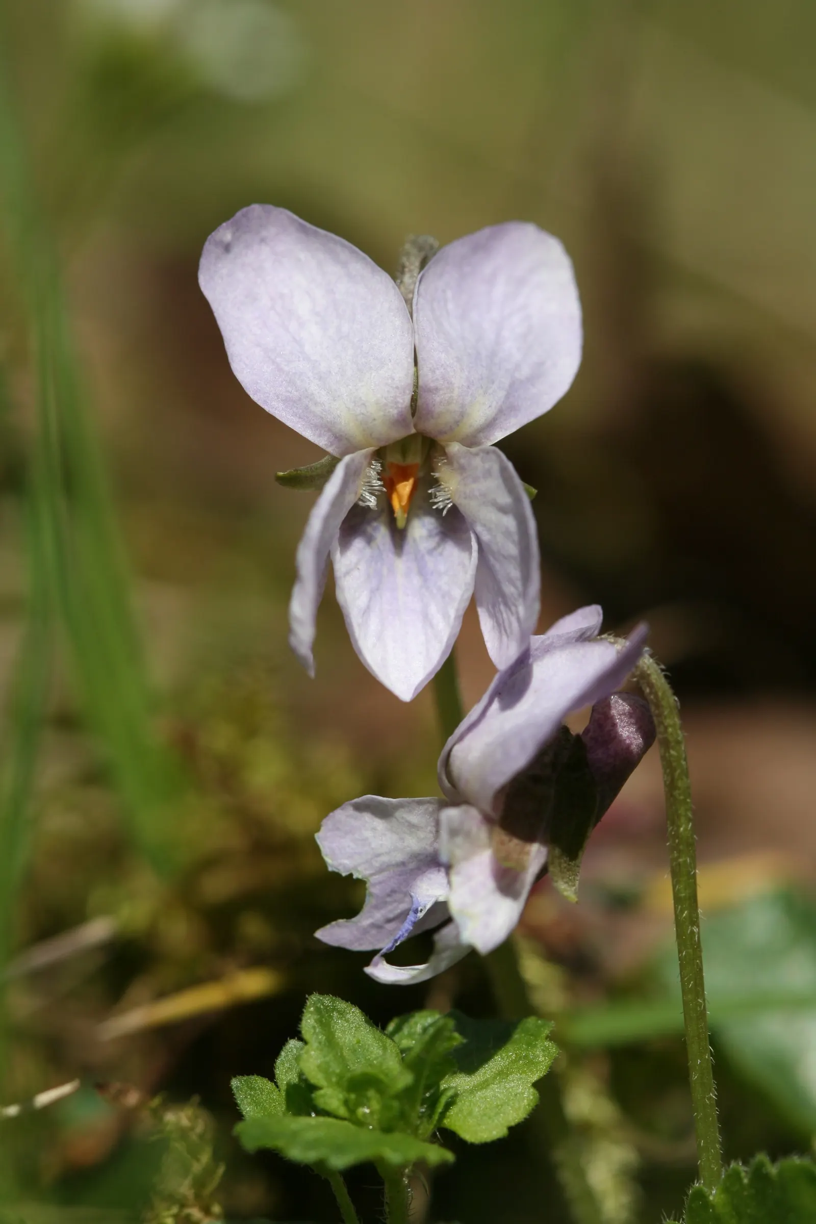 Sweet Violet (Viola Odorata) — This native of Europe and Asia Minor requires moist, well-drained soil, rich in organic matter; ground cover /, image 62
