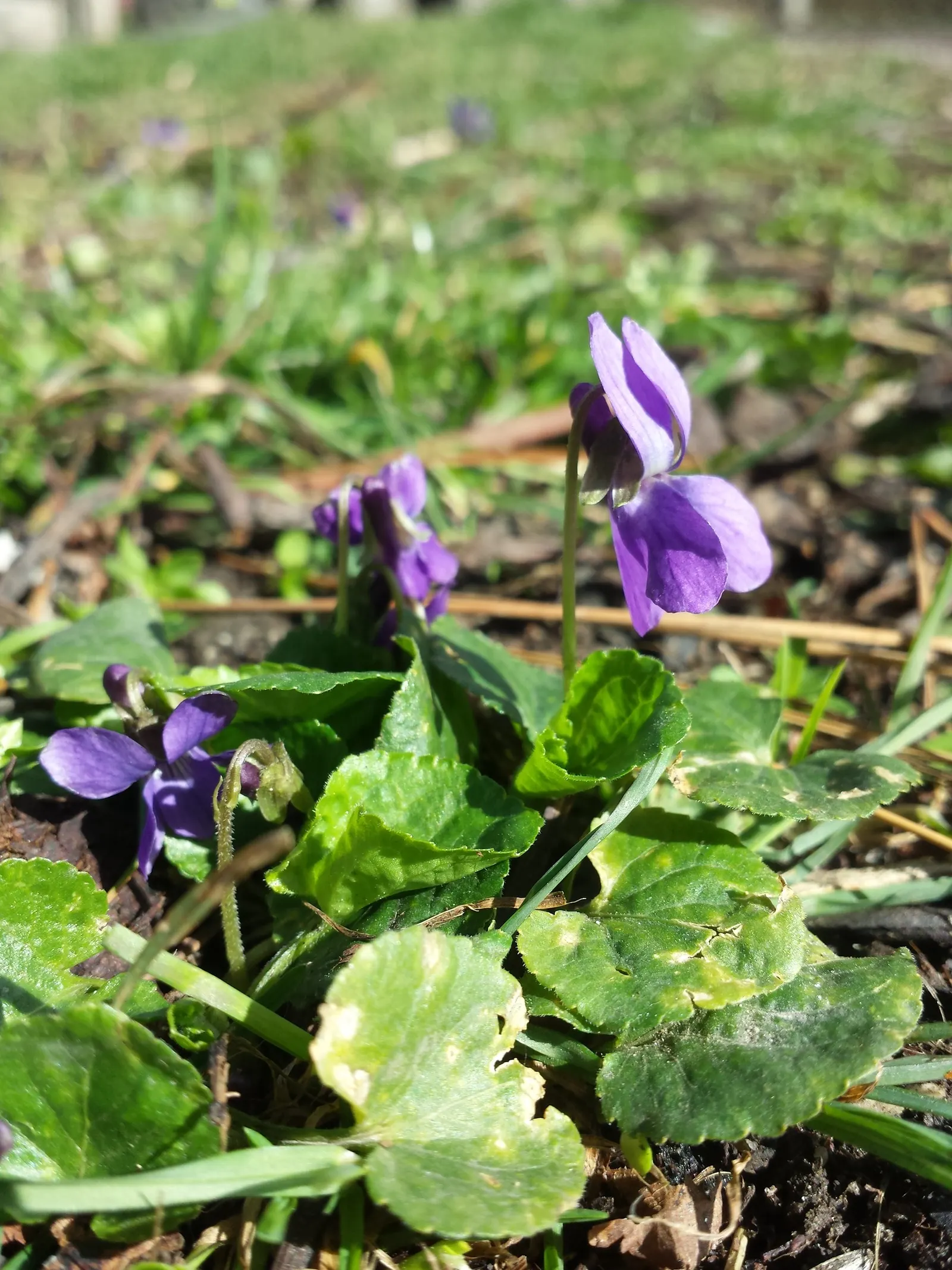 Sweet Violet (Viola Odorata) — it is generally well-behaved and should be planted about 10 to 12 inches apart to allow for natural spreading
