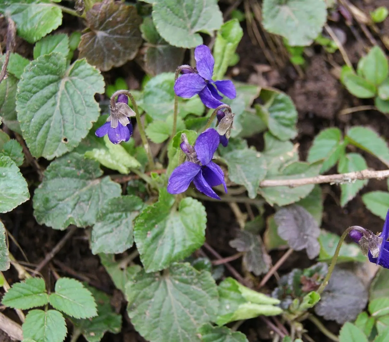 Sweet Violet (Viola Odorata) — Regular watering maintains its vigor