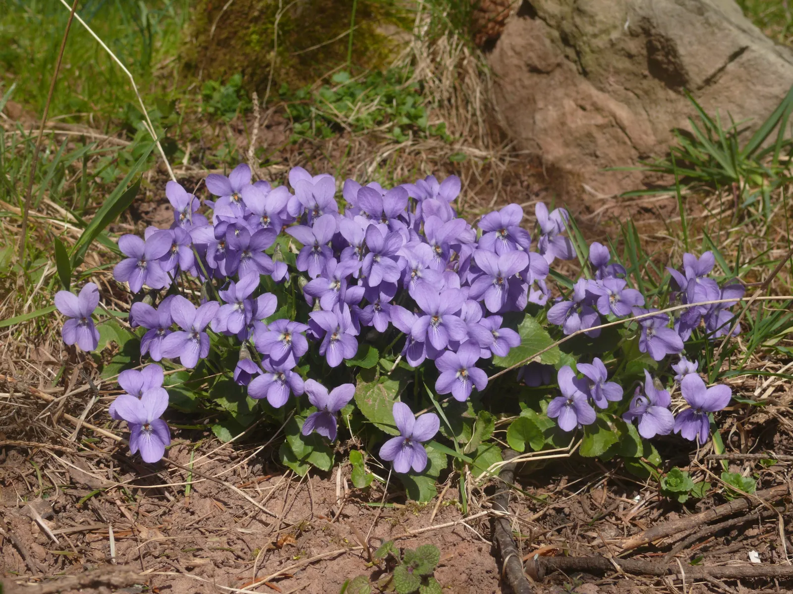 Sweet Violet (Viola Odorata) — Preferring partial shade and moist