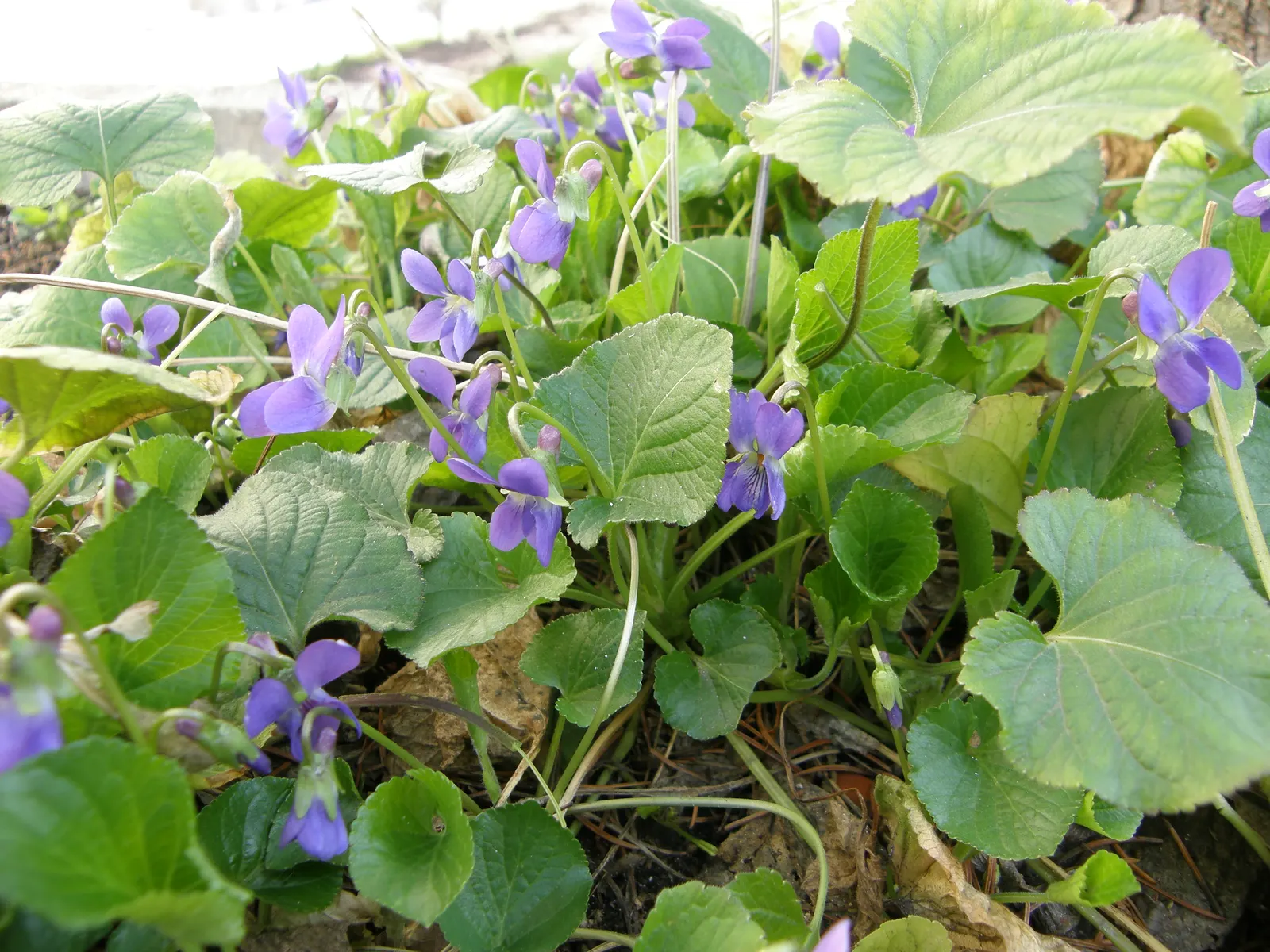 Sweet Violet (Viola Odorata) — It typically grows to a modest height of about 4 to 6 inches with a similar spread of 6 to 12 inches
