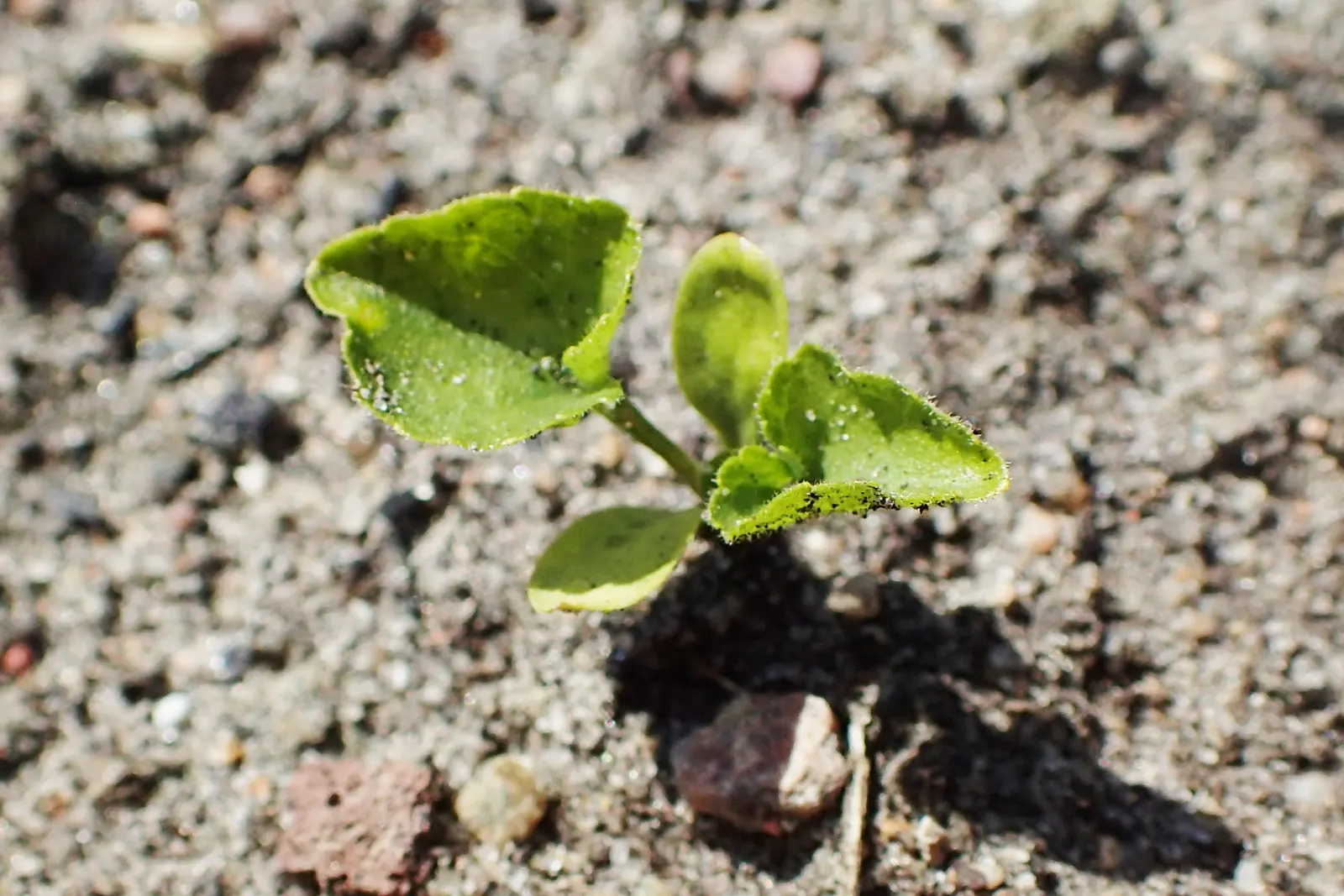 Sweet Violet (Viola Odorata) — low-lying carpet of foliage; viola odorata prefers partial to full shade, image 57