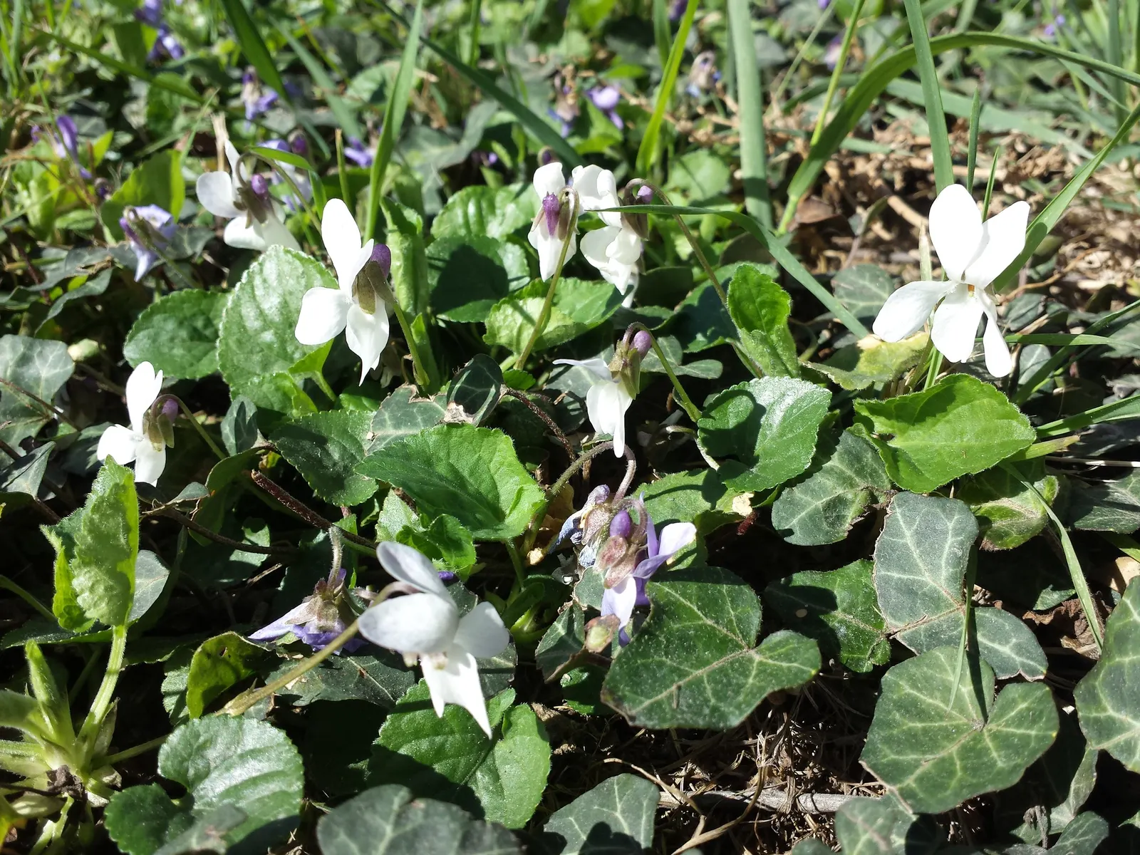Sweet Violet (Viola Odorata) — fragrant flowers are most prolific in the early spring months.<br><br>Hardy in USDA Zones 4 through 8