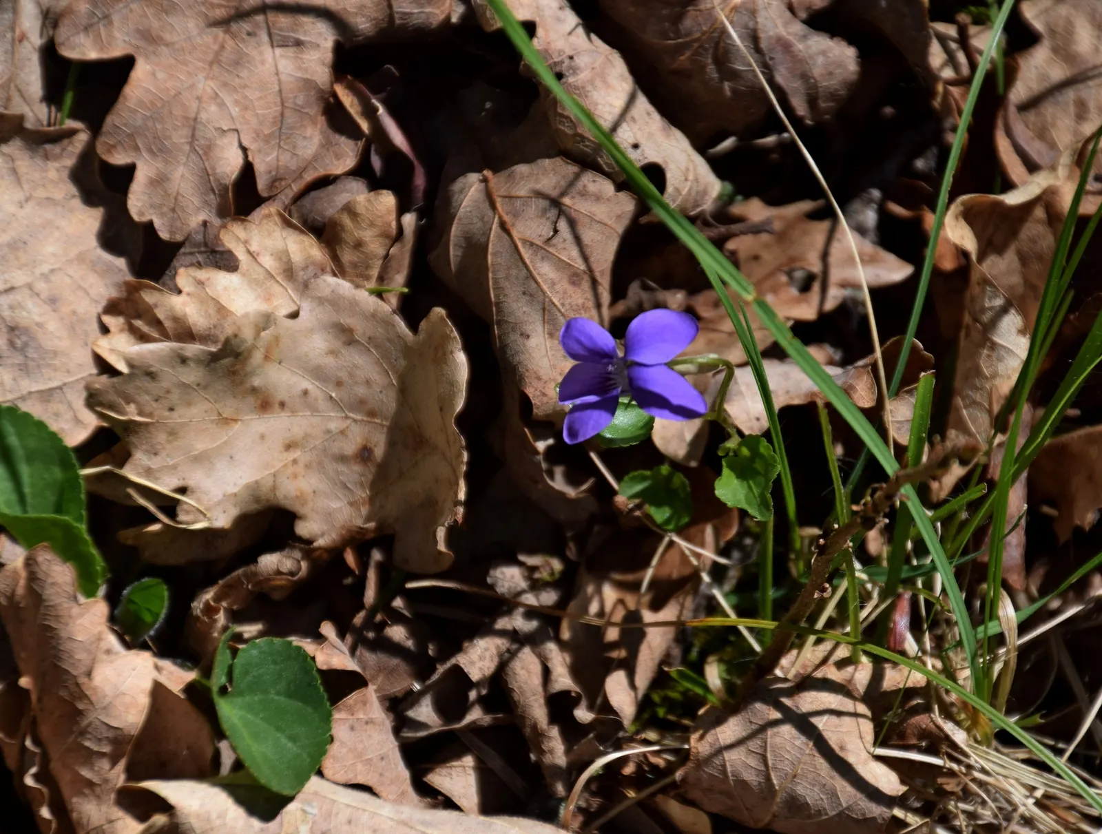 Sweet Violet (Viola Odorata) — fragrant flowers are most prolific in the early spring months.<br><br>Hardy in USDA Zones 4 through 8; deep purple, image 83
