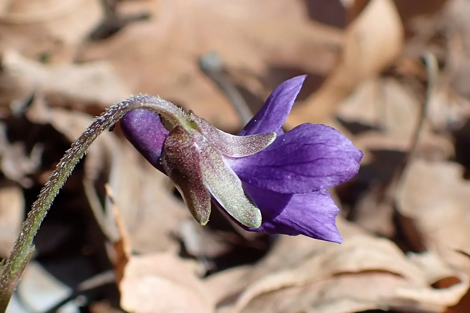 Sweet Violet (Viola Odorata) — a perennial flowering plant; blue flowers in the garden, image 55