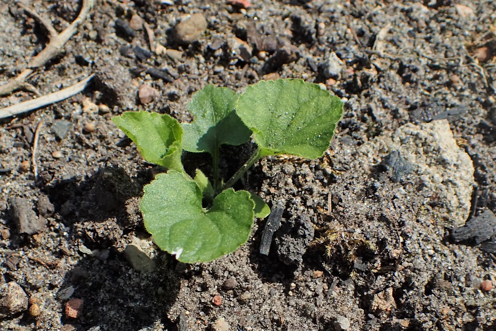 Sweet Violet (Viola Odorata) — Its leaves and flowers can be used in salads or as garnishes, providing a unique aesthetic and flavor; dark green leaves present