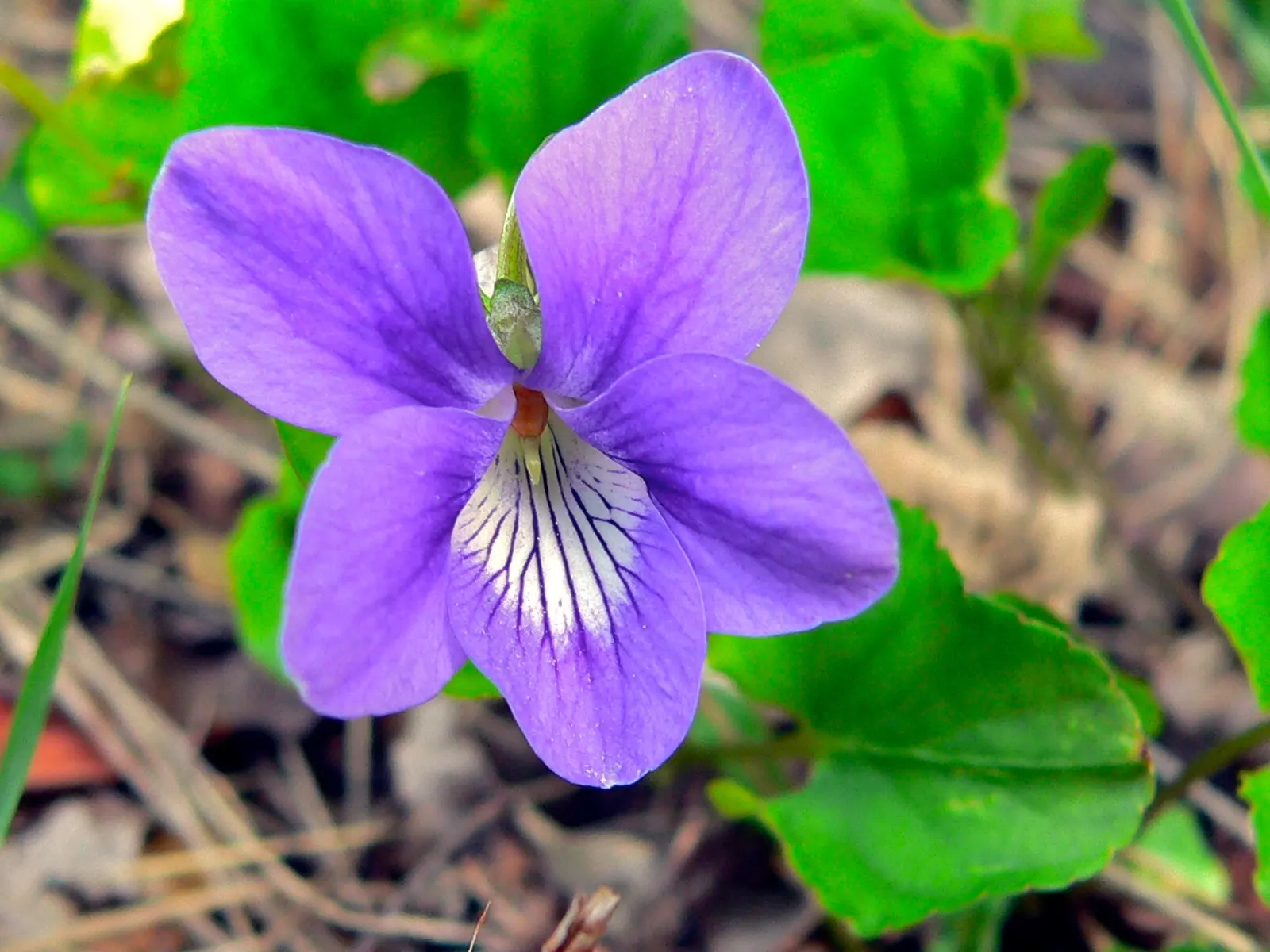Sweet Violet (Viola Odorata) — It typically grows to a modest height of about 4 to 6 inches with a similar spread of 6 to 12 inches; old-fashioned, image 56