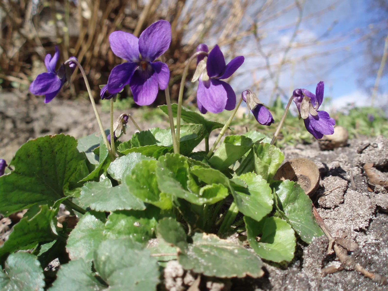 Sweet Violet (Viola Odorata) — ground cover / perennial for half or shade; as a garden fixture, it offers homeowners a multifaceted plant that is aesthetically