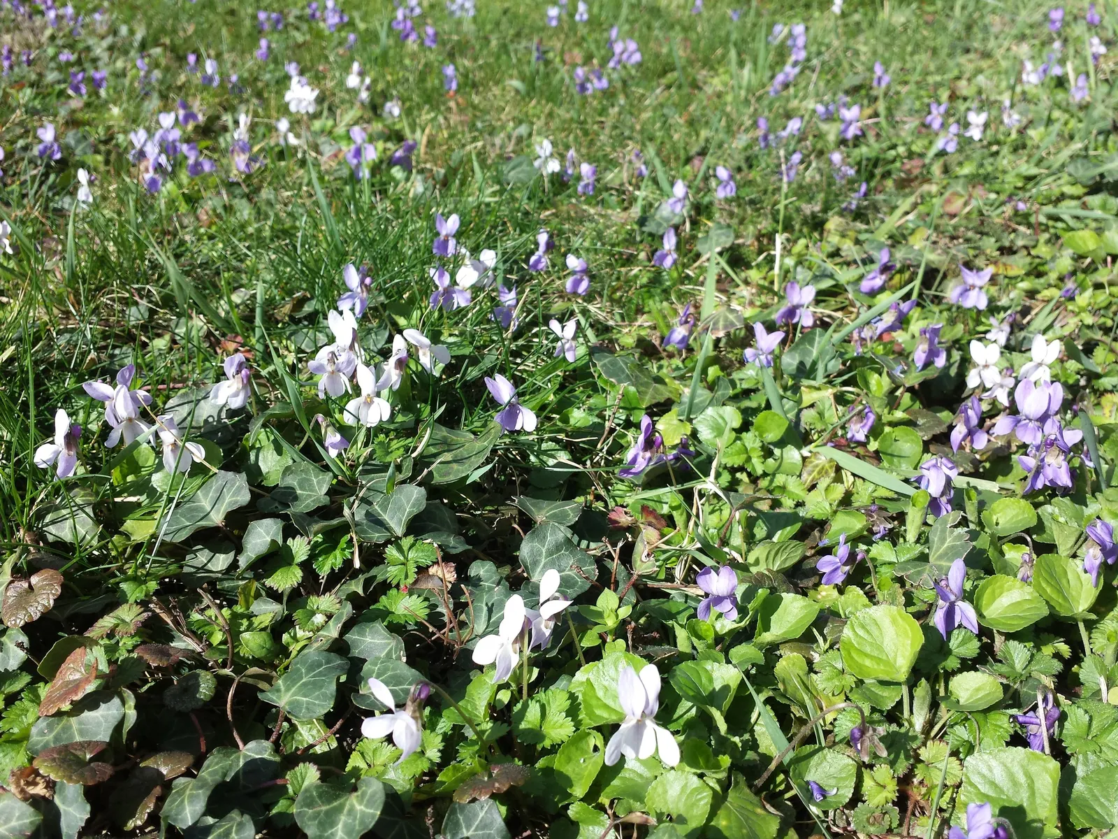 Sweet Violet (Viola Odorata) — It typically grows to a modest height of about 4 to 6 inches with a similar spread of 6 to 12 inches; old-fashioned, image 104