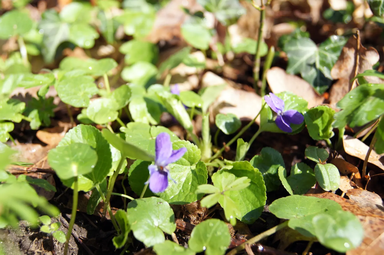 Sweet Violet (Viola Odorata) — particularly in dry conditions; thriving under trees or in other similarly shaded areas