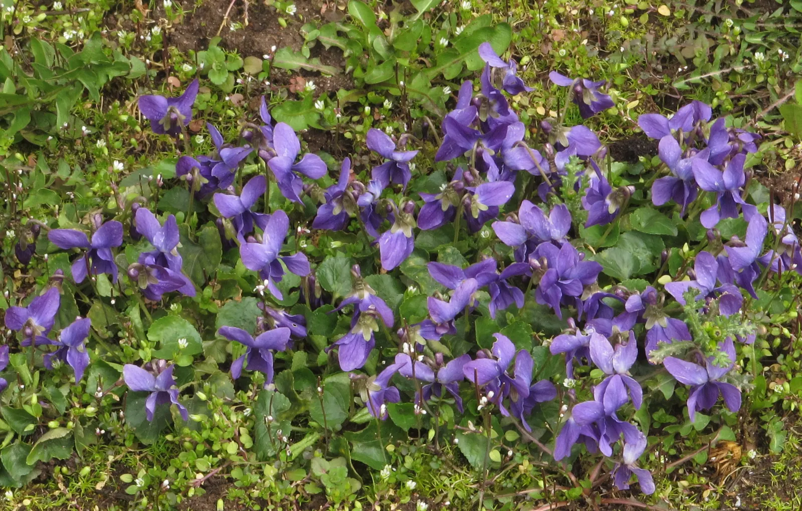 Sweet Violet (Viola Odorata) — As a garden fixture, it offers homeowners a multifaceted plant that is aesthetically pleasing and functional; ground, image 93