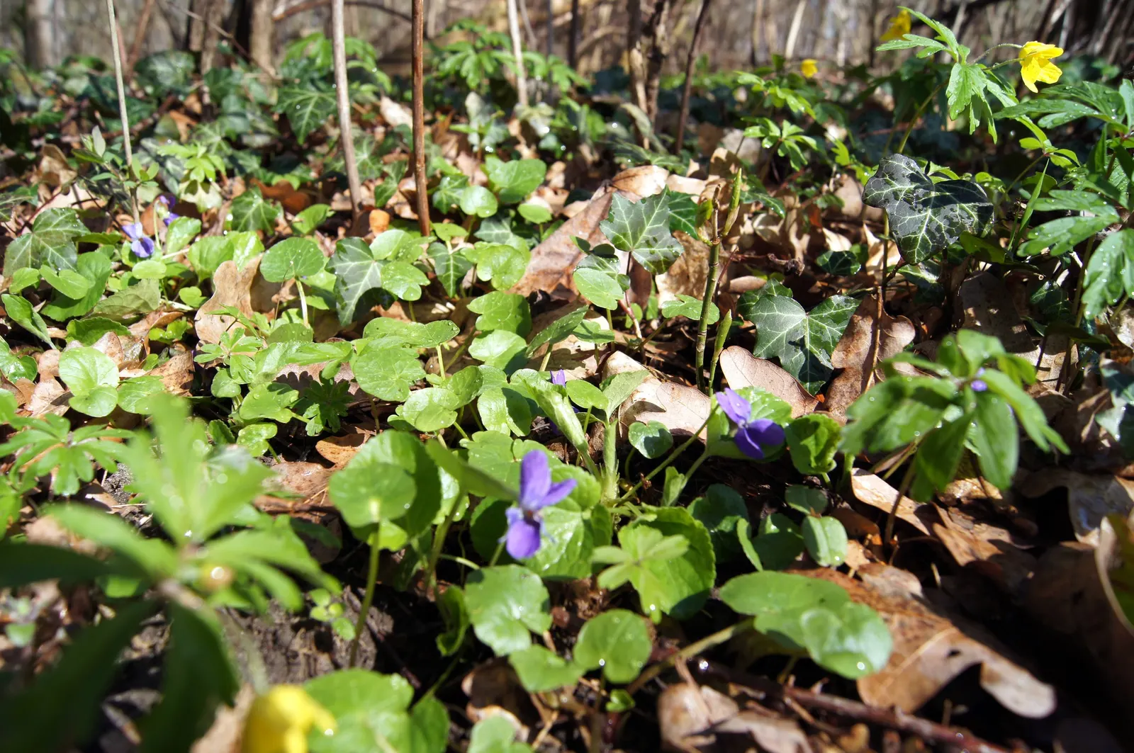 Sweet Violet (Viola Odorata) — low-lying carpet of foliage