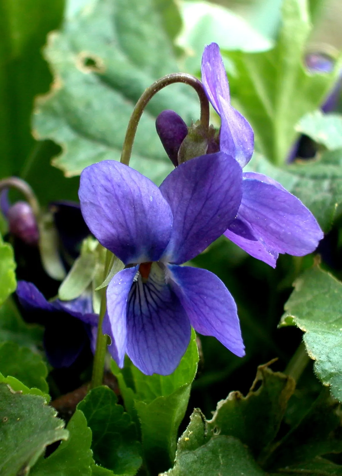 Sweet Violet (Viola Odorata) — ground cover / perennial for half or shade; as a garden fixture, it offers homeowners a multifaceted plant that is, image 72
