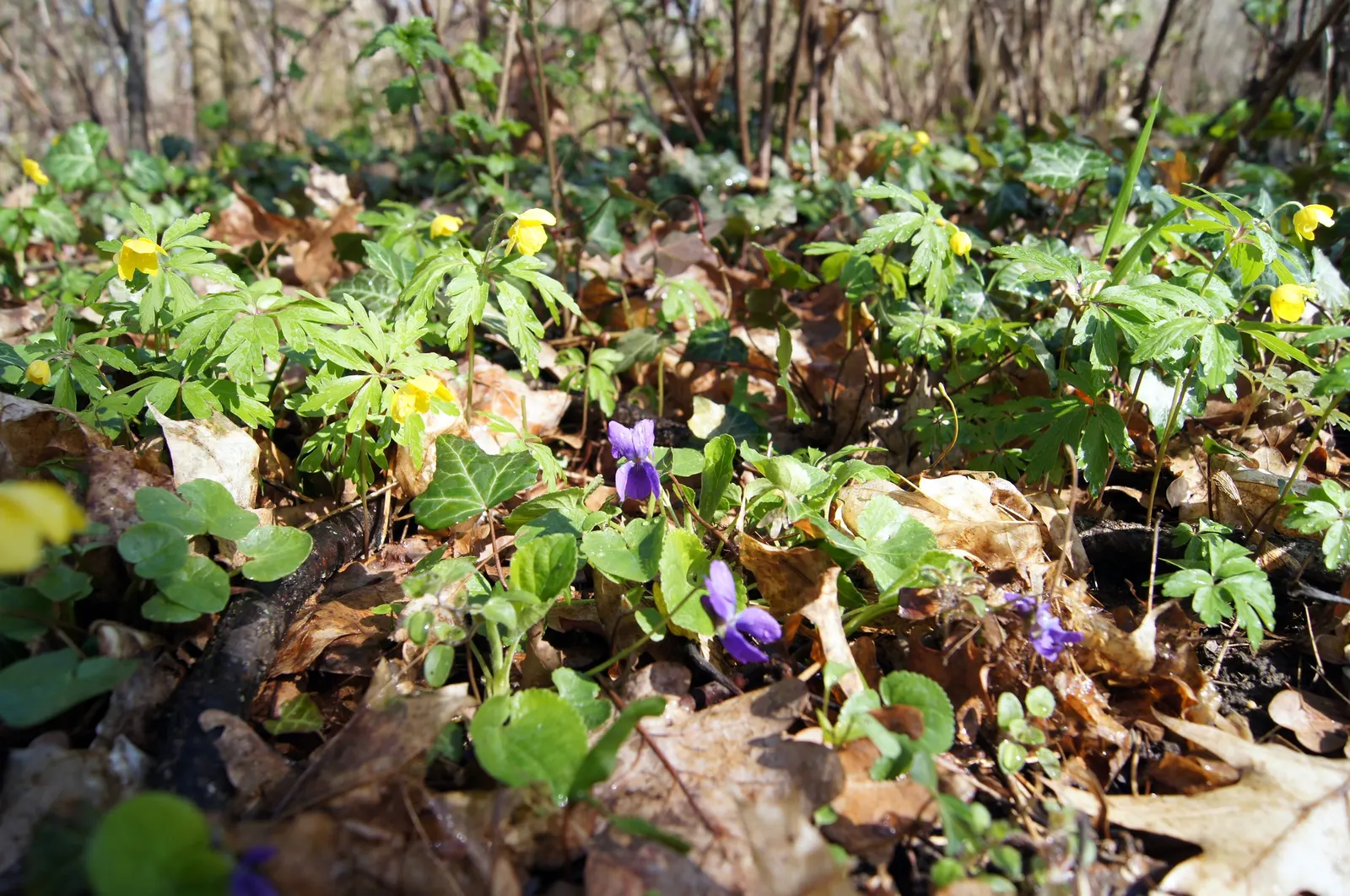 Sweet Violet (Viola Odorata) — ground cover / perennial with blue blooms; this native of Europe and Asia Minor requires moist, well-drained soil, rich in