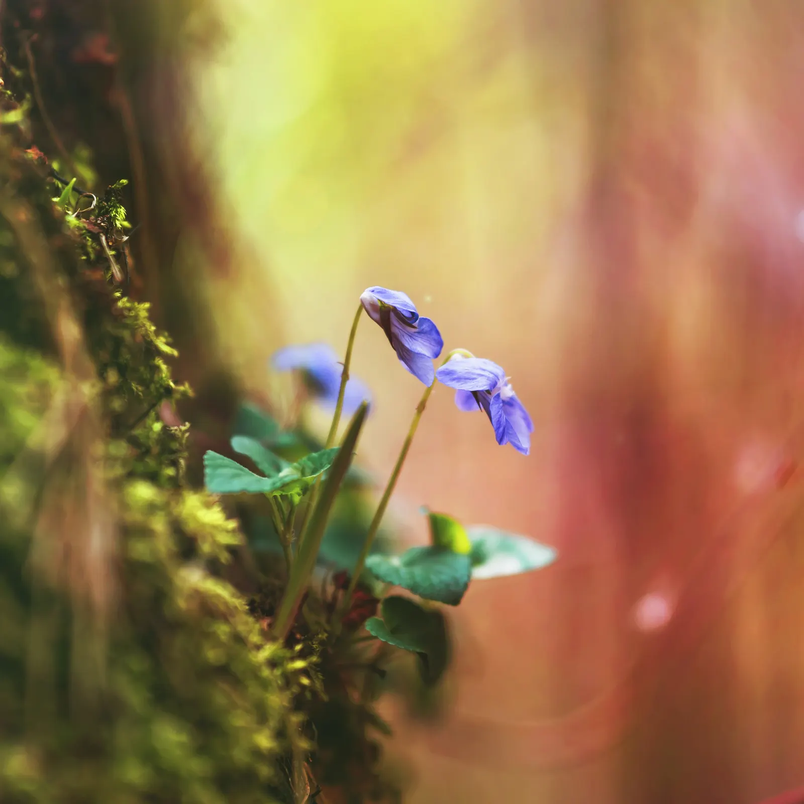 Sweet Violet (Viola Odorata) — fragrant flowers are most prolific in the early spring months.<br><br>Hardy in USDA Zones 4 through 8; deep purple blooms that