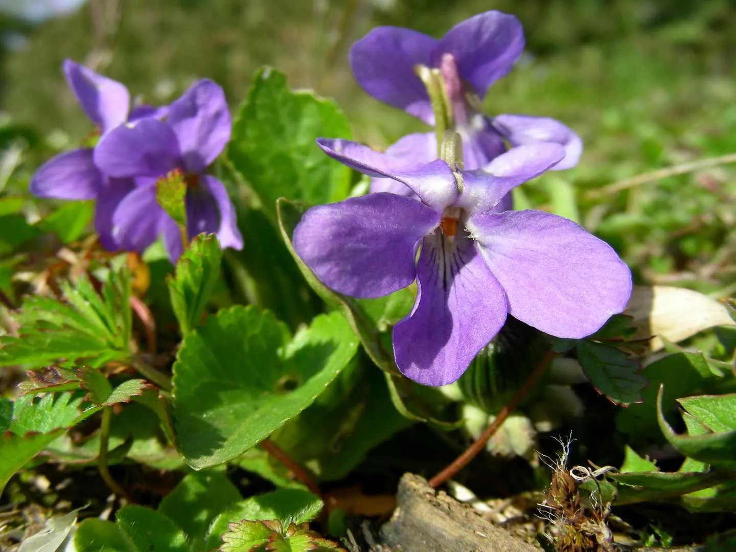 Sweet Violet (Viola Odorata) — particularly in dry conditions; thriving under trees or in other similarly shaded areas, image 64