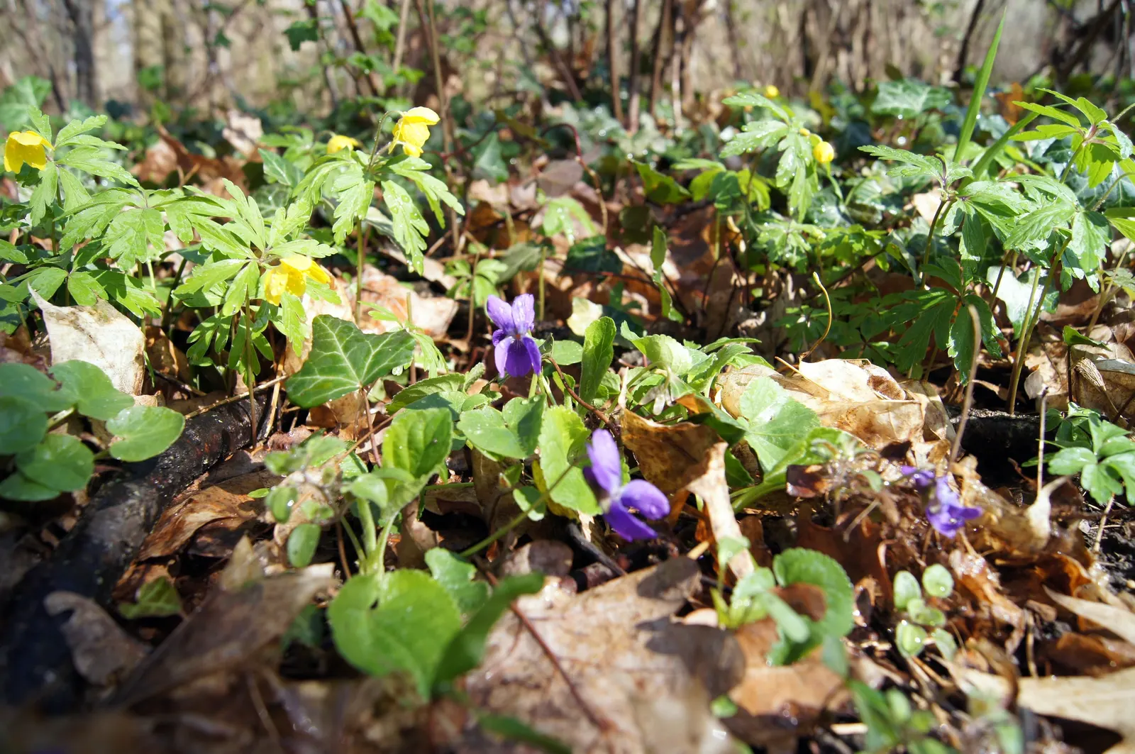 Sweet Violet (Viola Odorata) — thriving under trees or in other similarly shaded areas; particularly in dry conditions, image 61