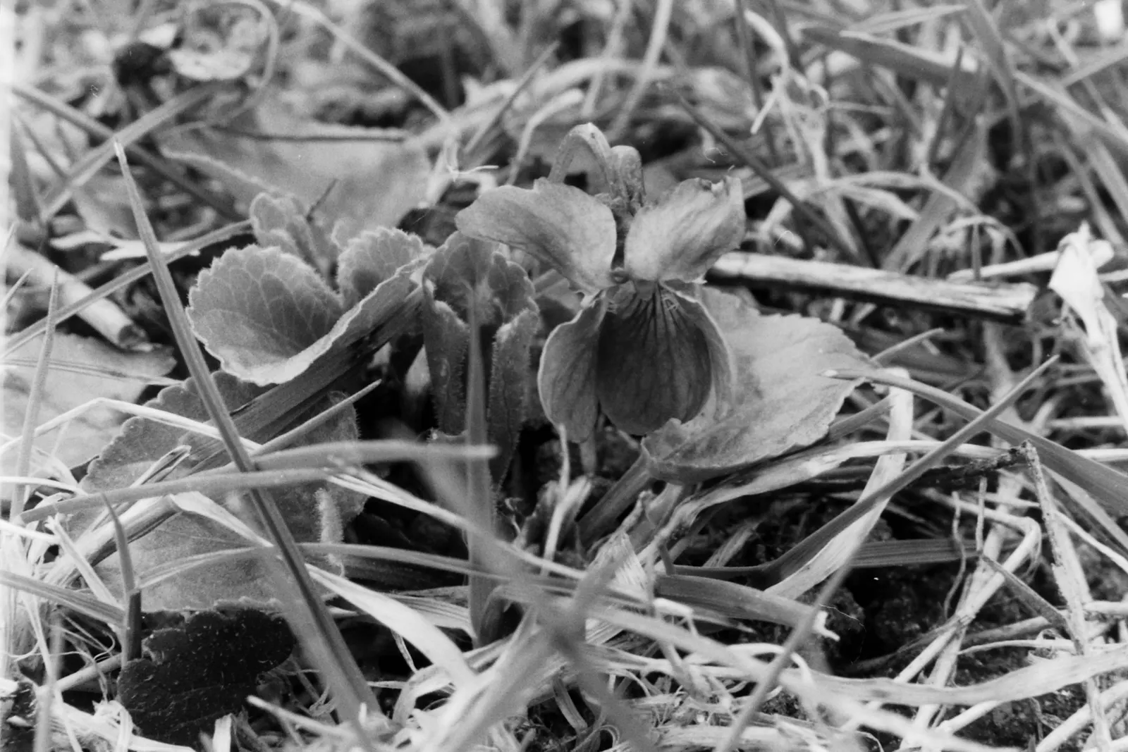 Sweet Violet (Viola Odorata) — Sweet Violet (Viola odorata) is a perennial harbinger of spring