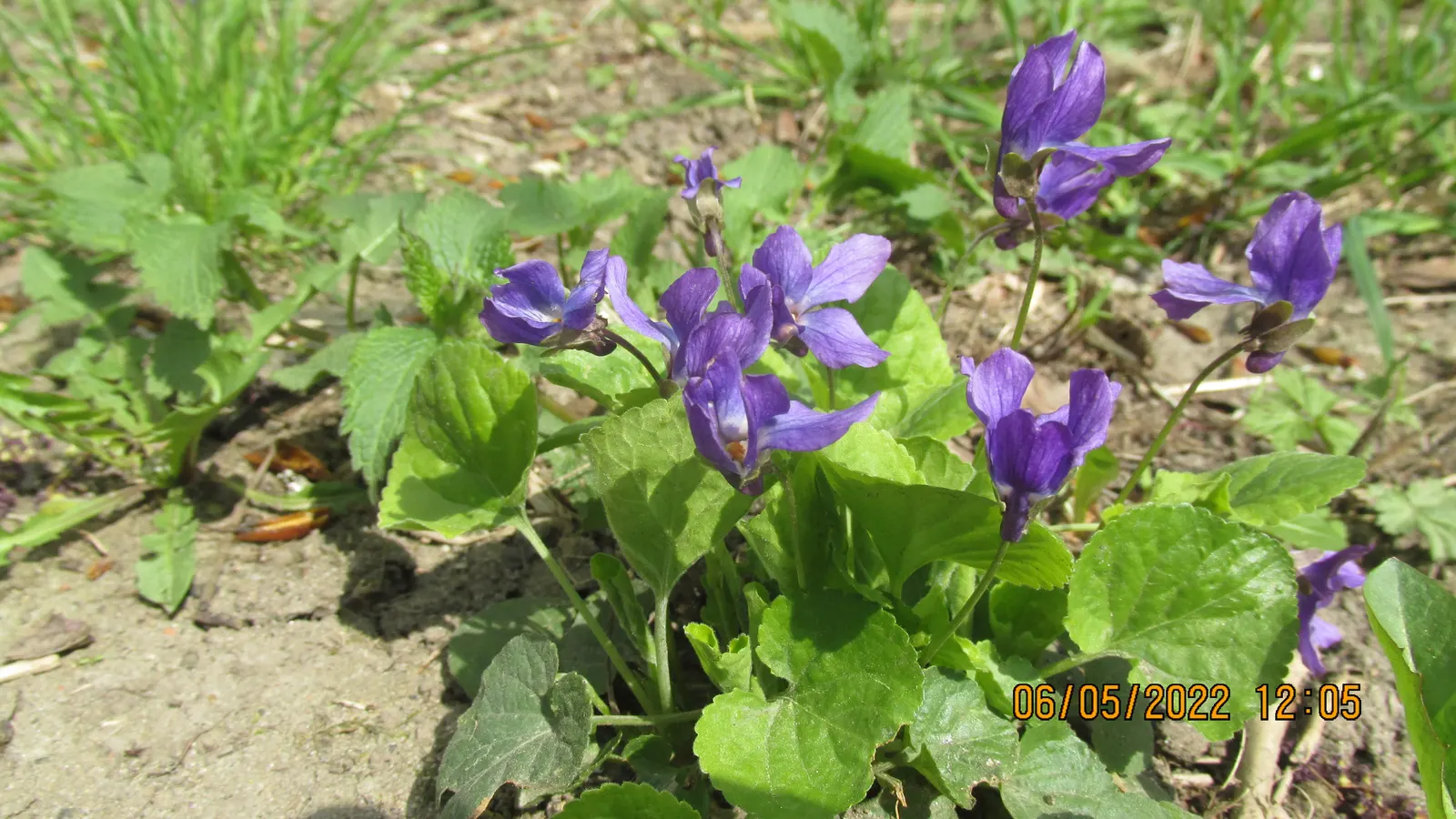 Sweet Violet (Viola Odorata) — Preferring partial shade and moist; sweet Violet (Viola odorata) is a perennial harbinger of spring
