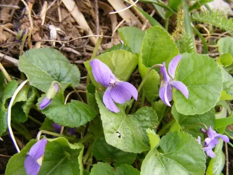 Sweet Violet (Viola Odorata) — It typically grows to a modest height of about 4 to 6 inches with a similar spread of 6 to 12 inches; old-fashioned, image 80